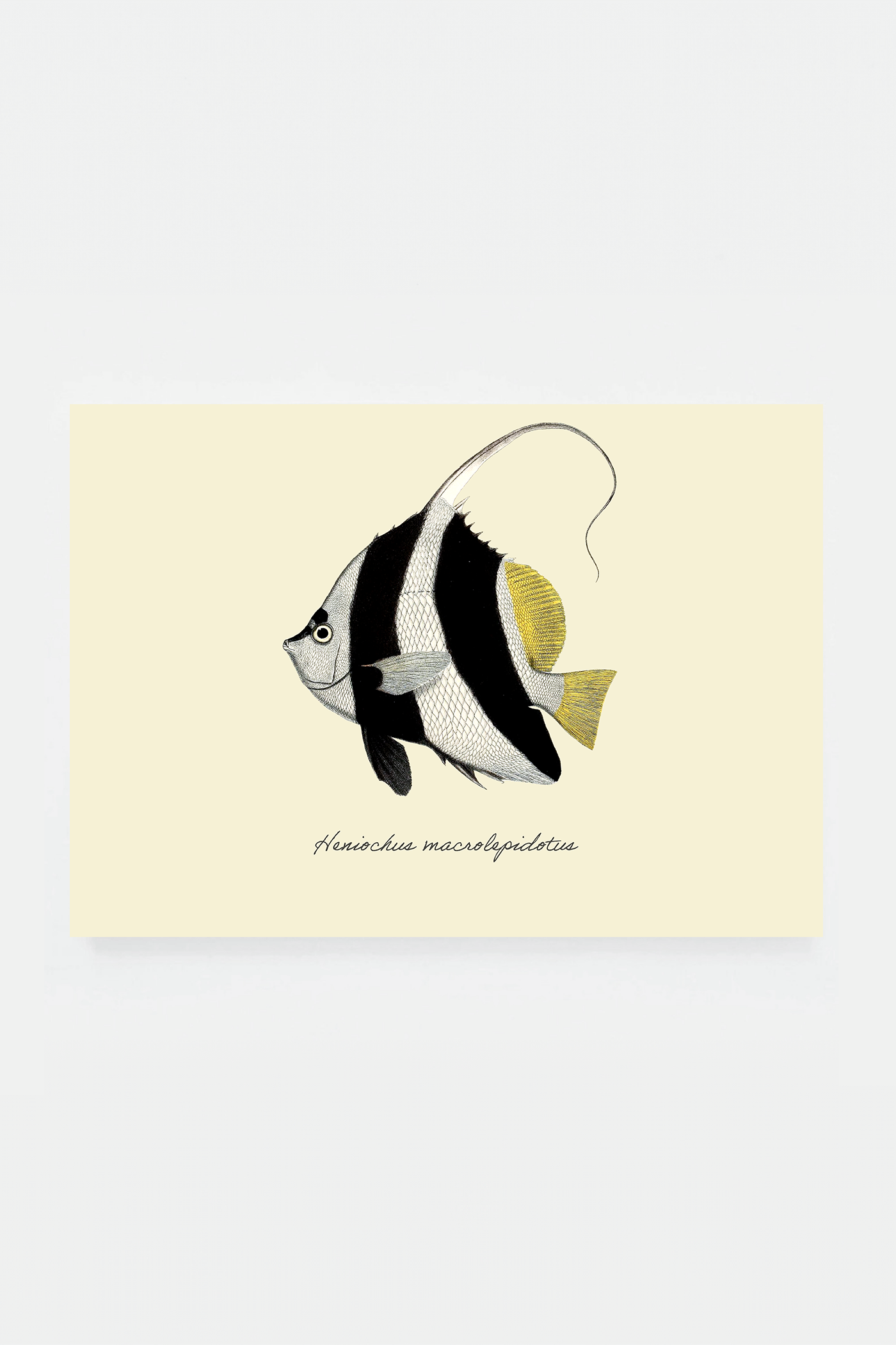 Heniochus macrolepidotus (3 background colors)