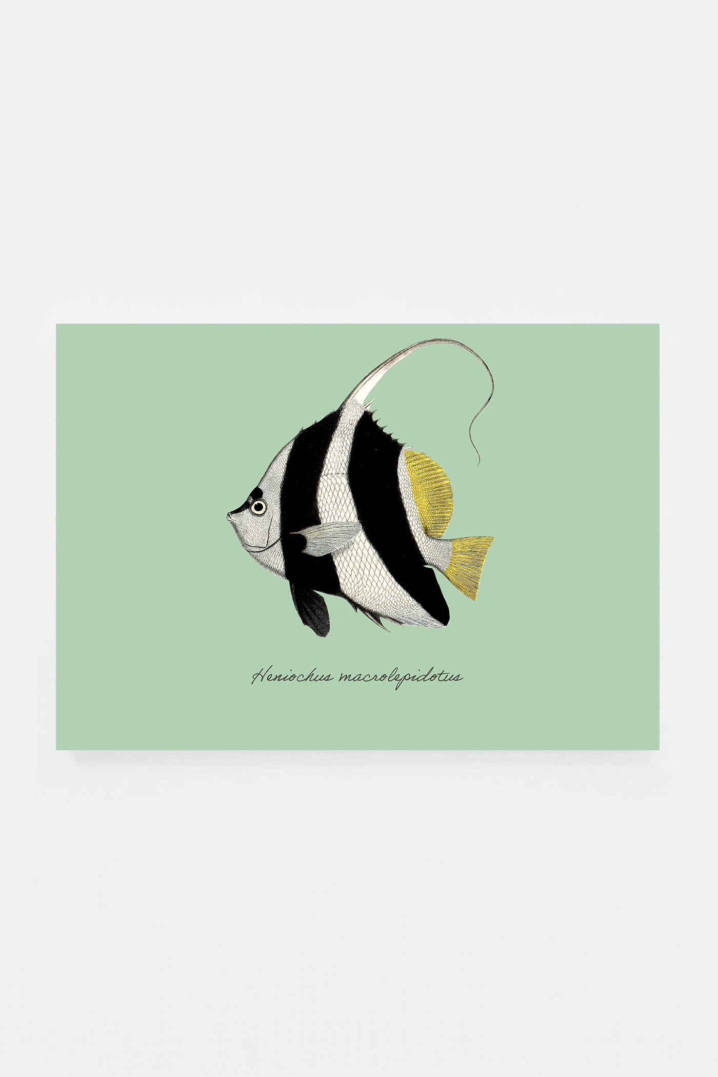 Heniochus macrolepidotus (3 background colors)