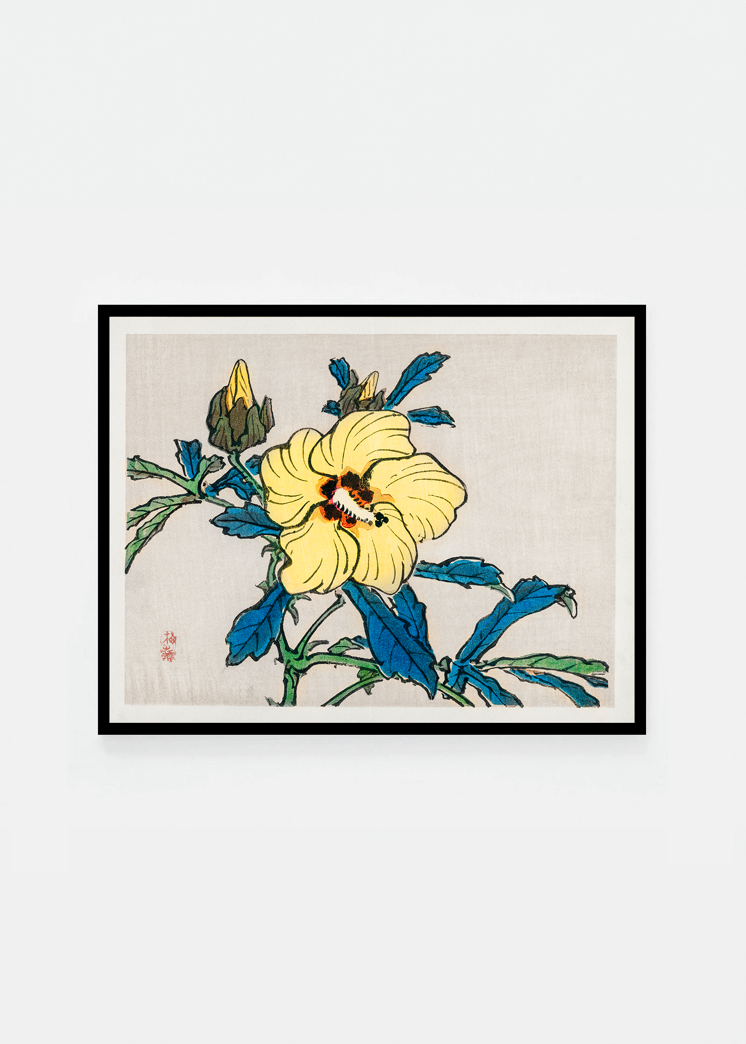 Hibiscus