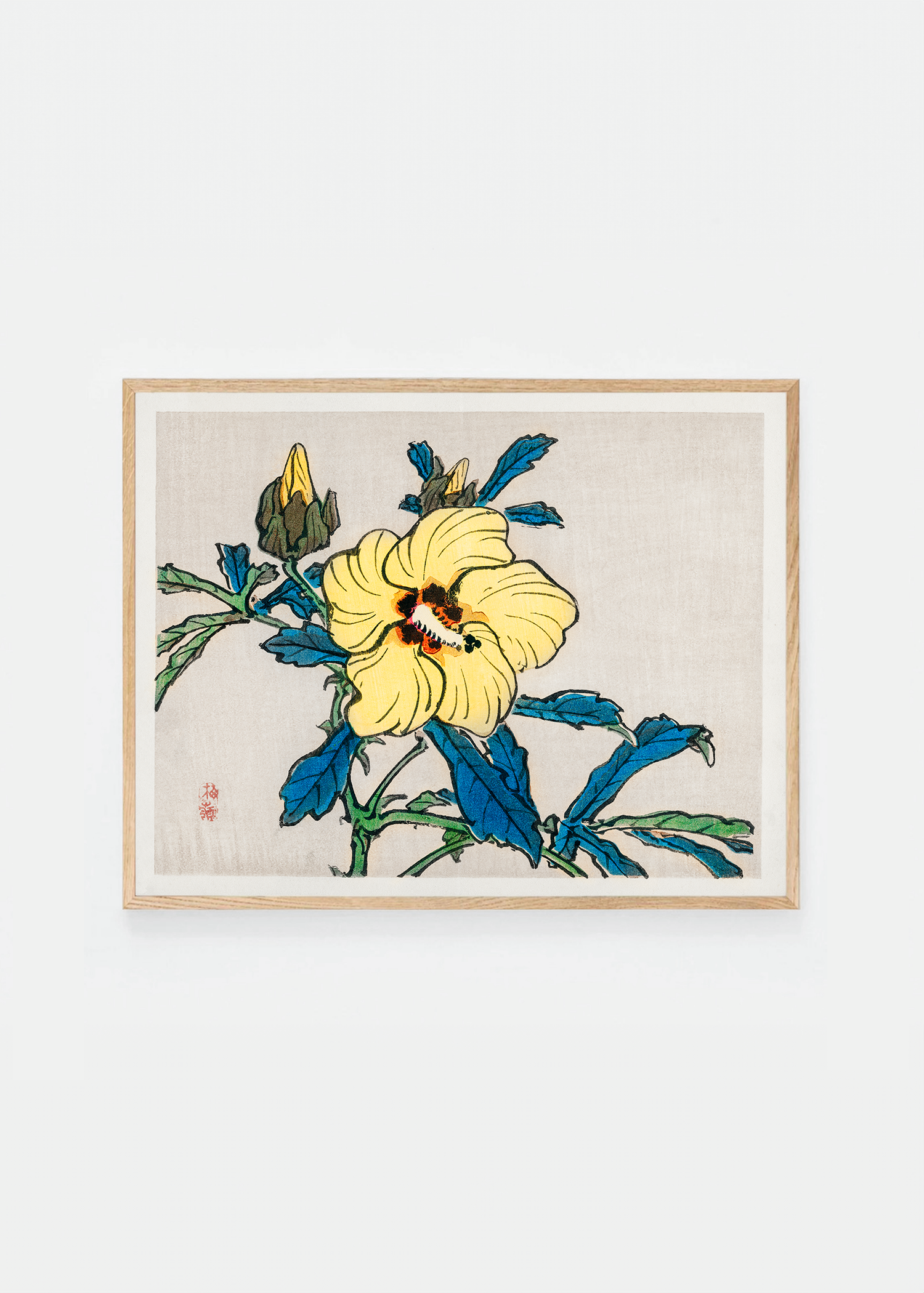 Hibiscus