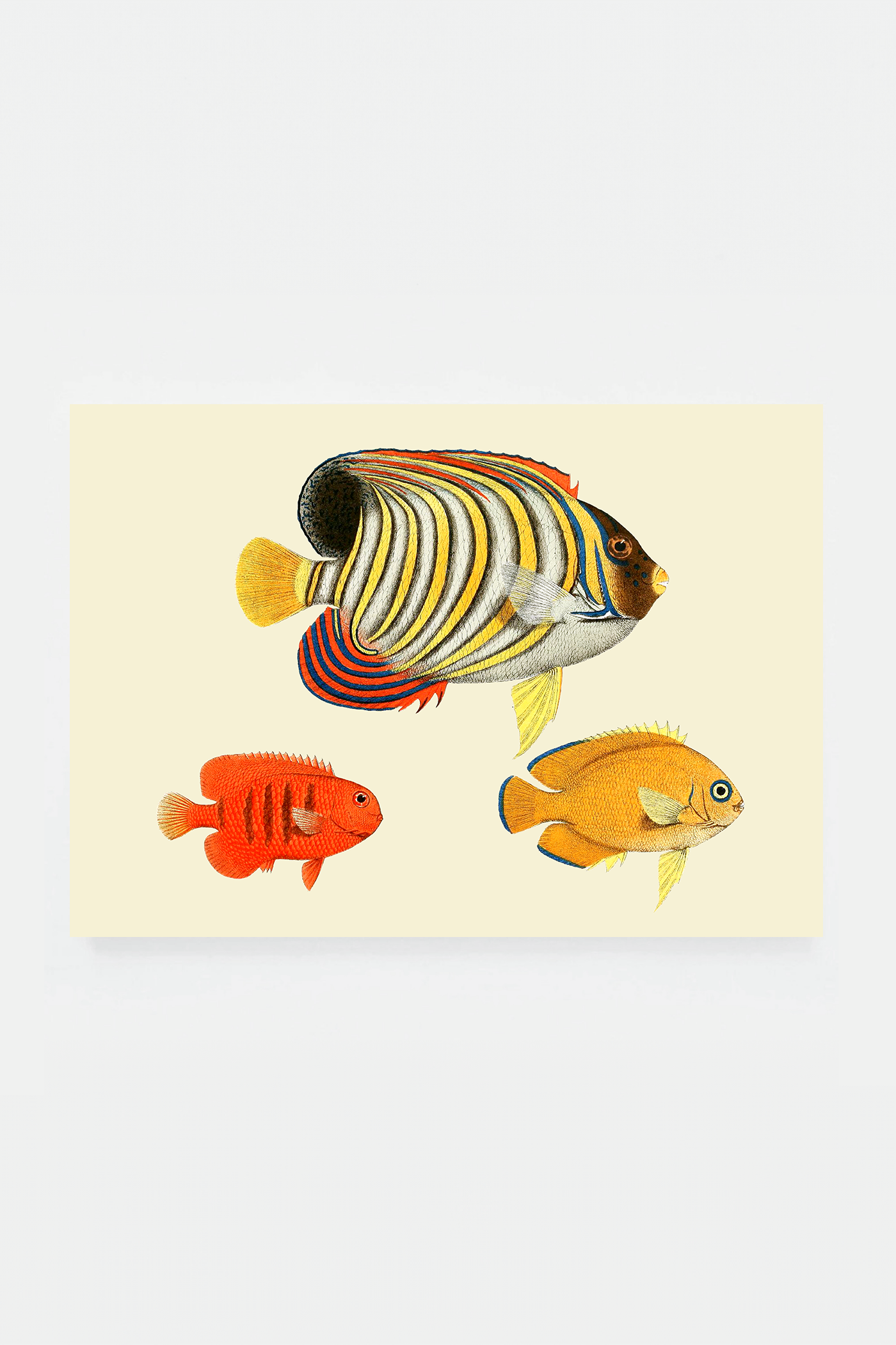 Holacanthus (3 background colors)