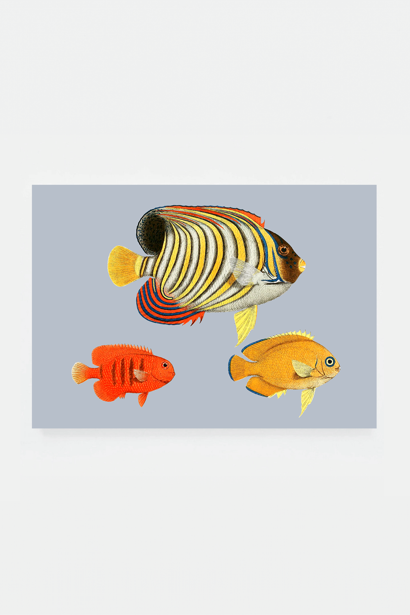 Holacanthus (3 background colors)