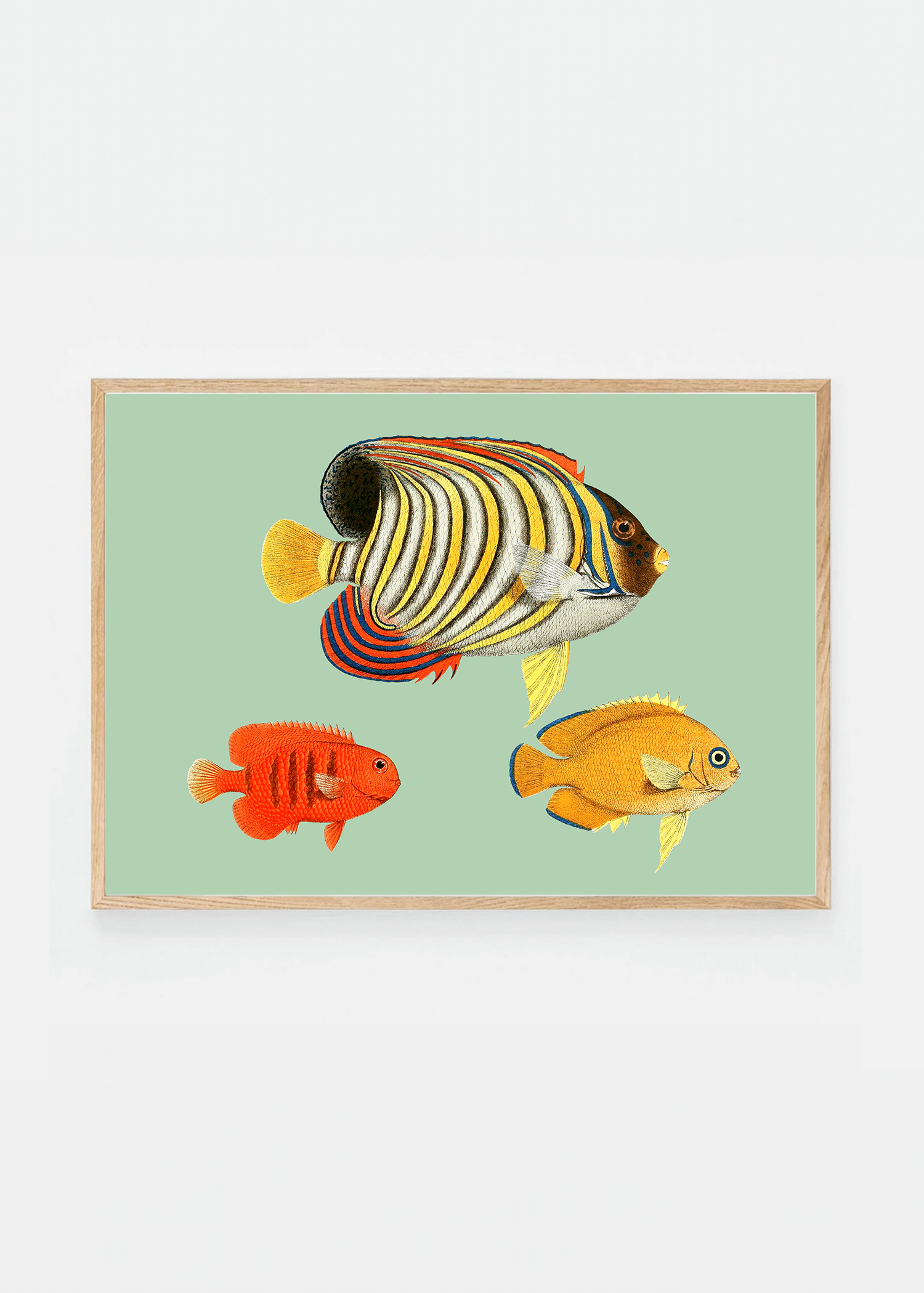 Holacanthus (3 background colors)
