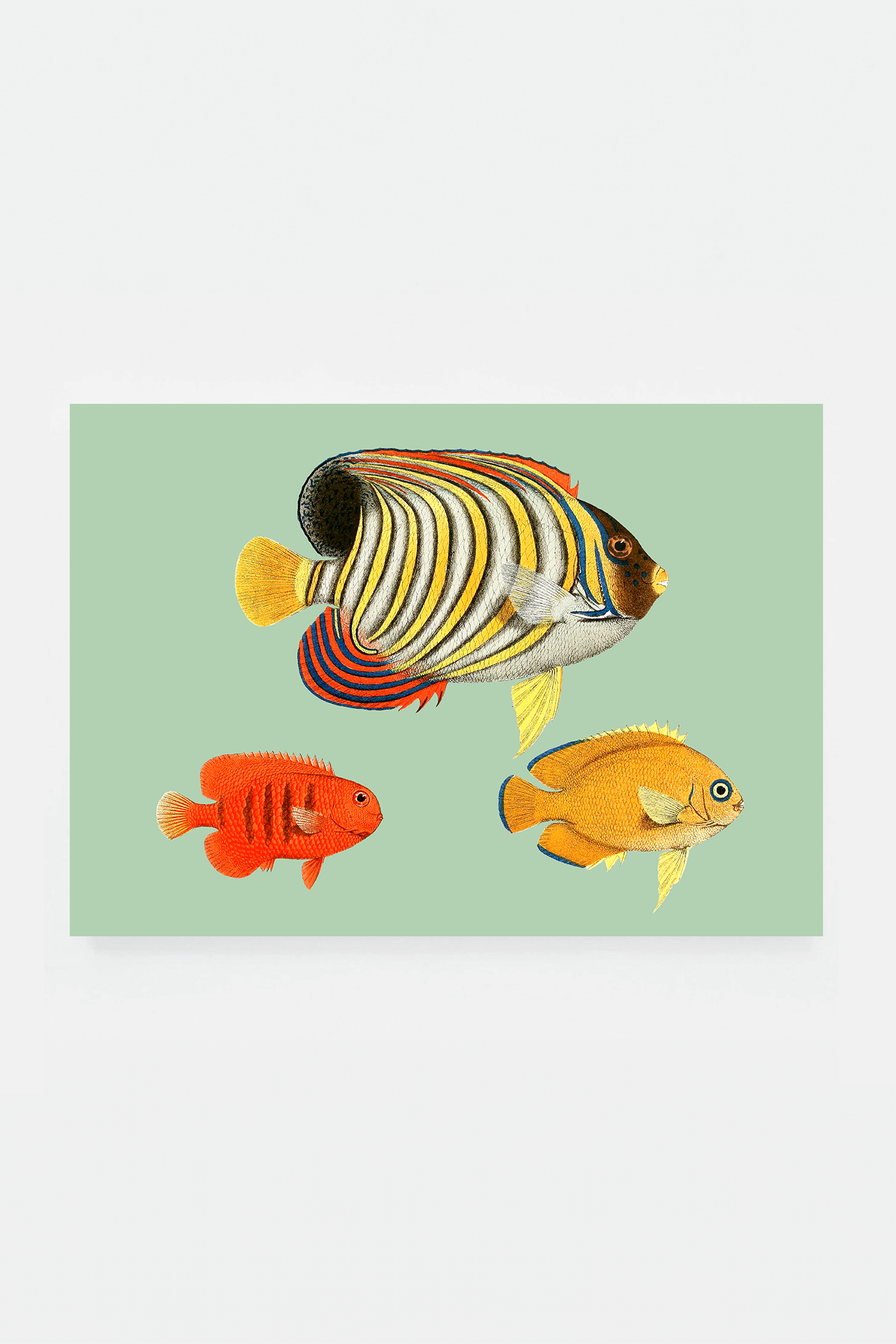 Holacanthus (3 background colors)