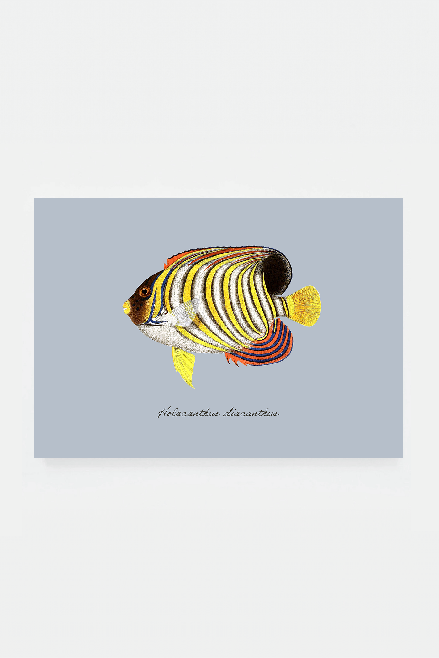 Holacanthus diacanthus (3 background colors)