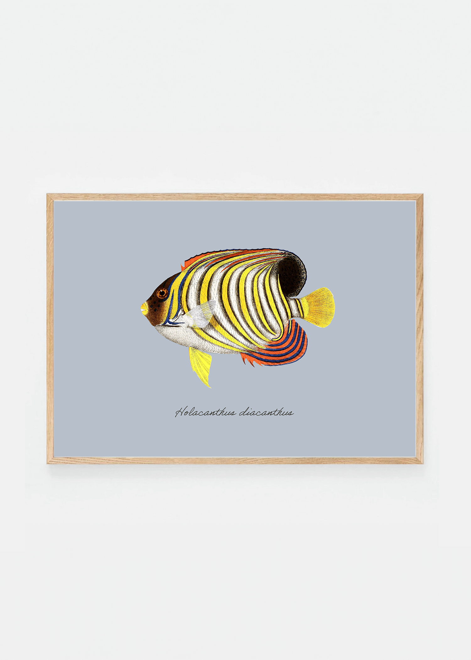 Holacanthus diacanthus (3 background colors)