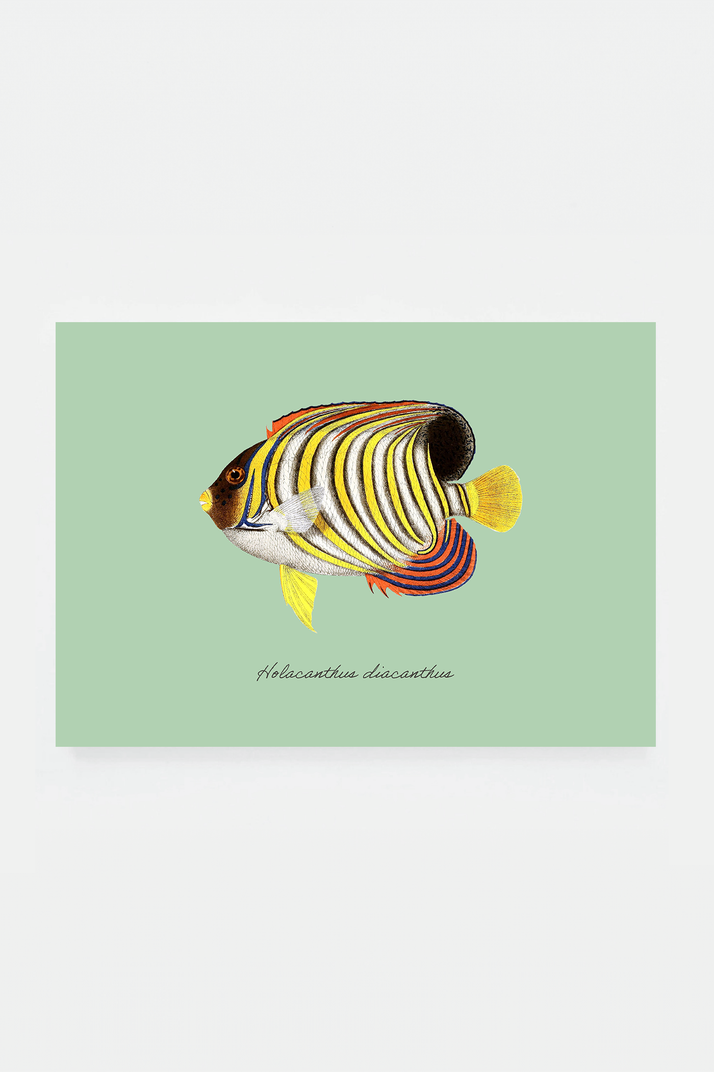 Holacanthus diacanthus (3 background colors)