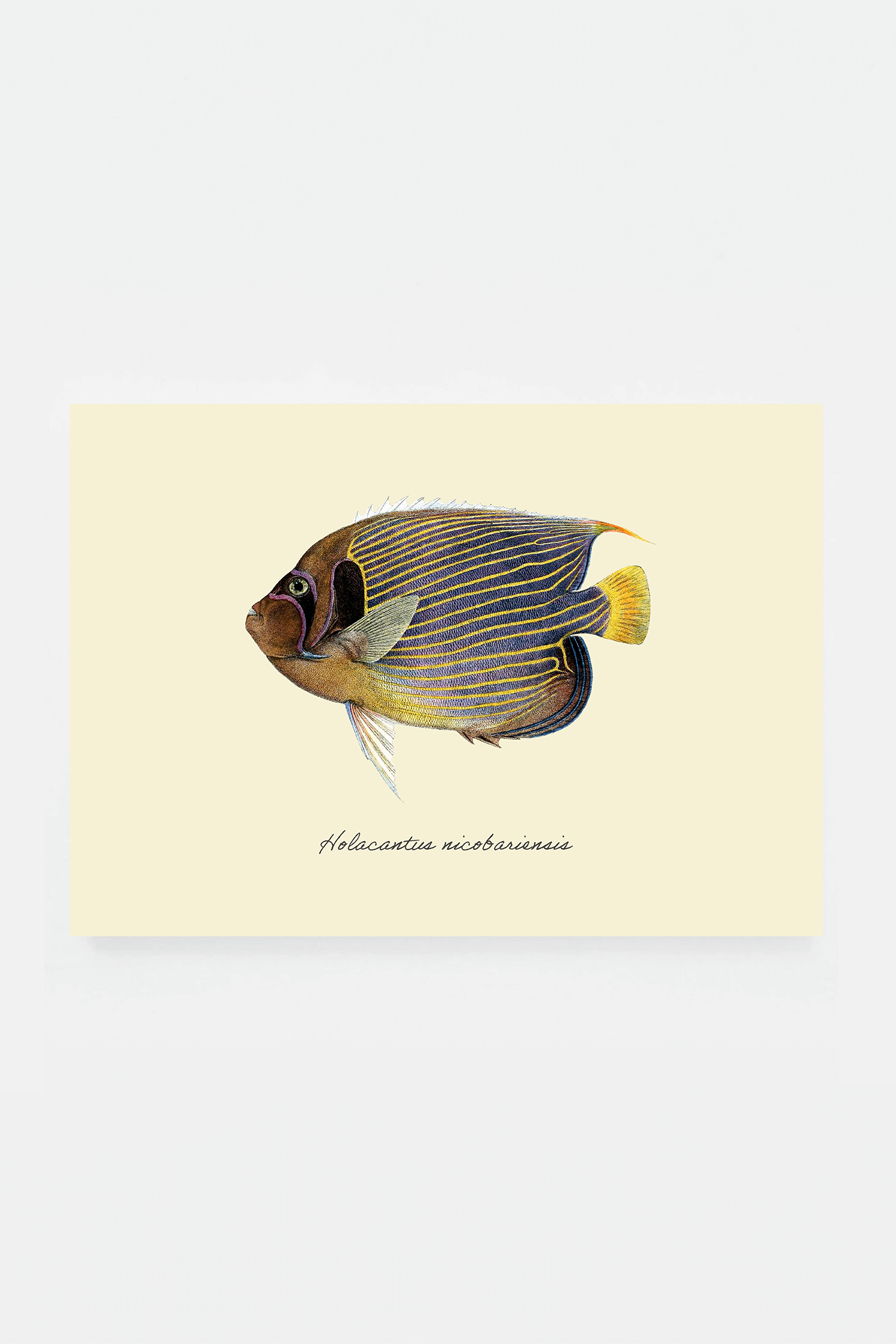 Holacantus nicobariensi (3 background colors)
