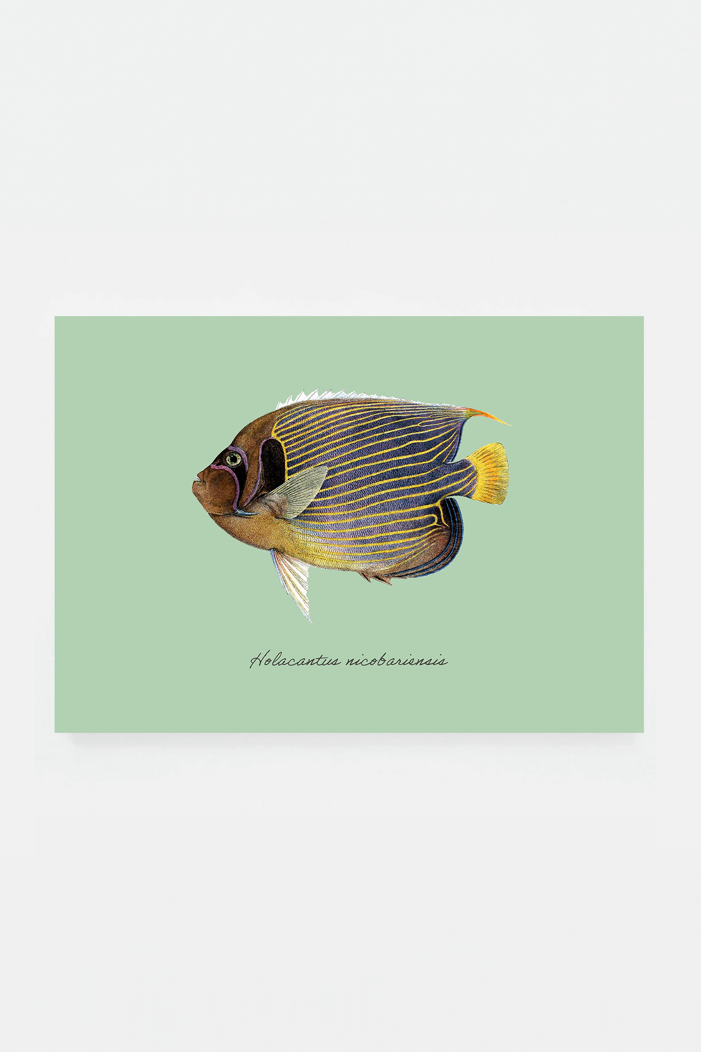 Holacantus nicobariensi (3 background colors)