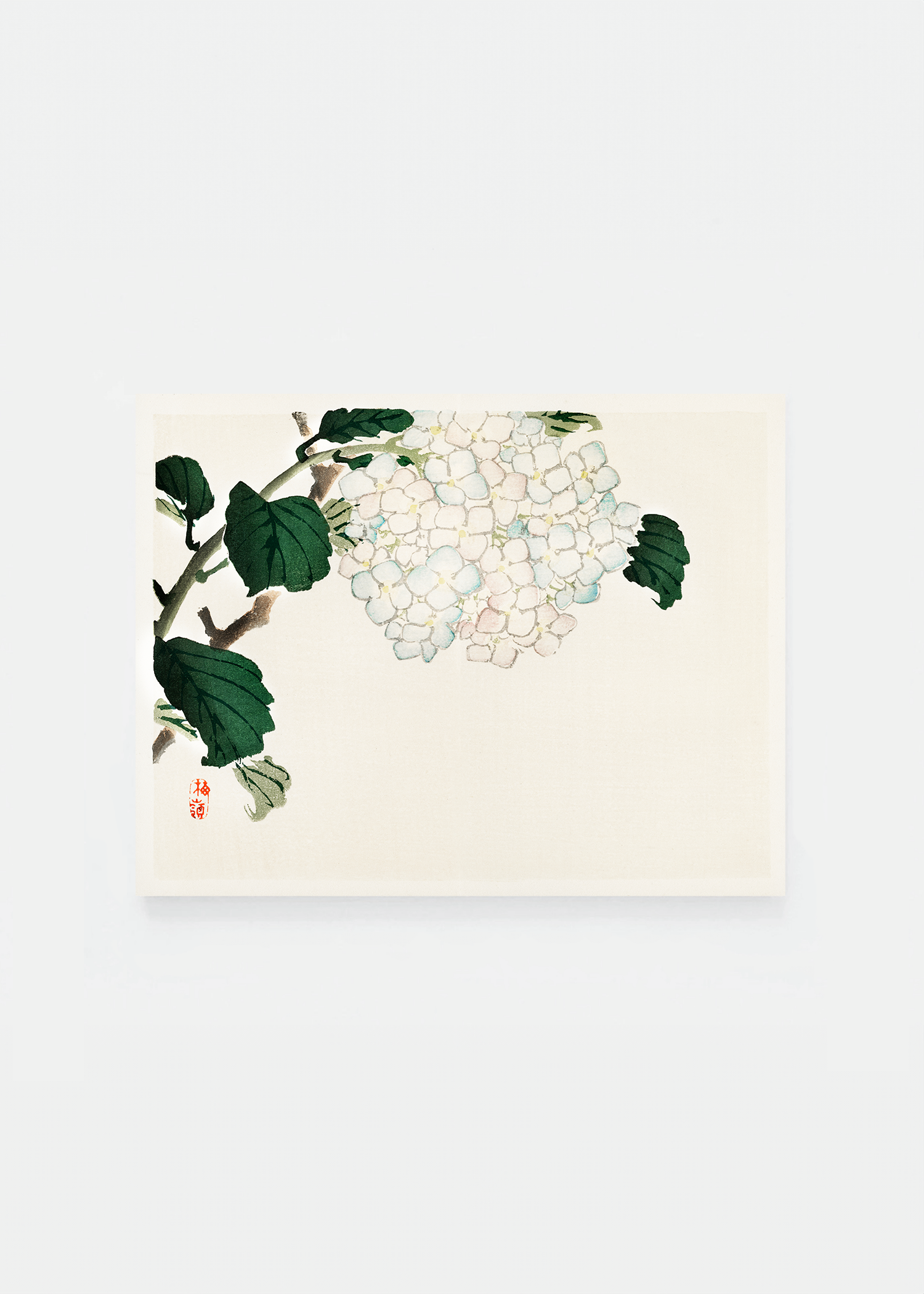 Hydrangea