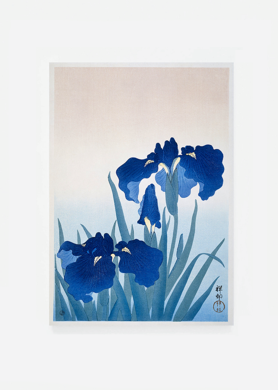 Iris II