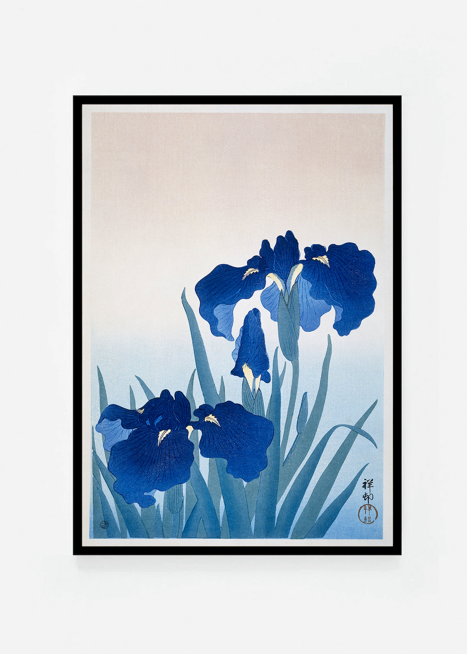 Iris II