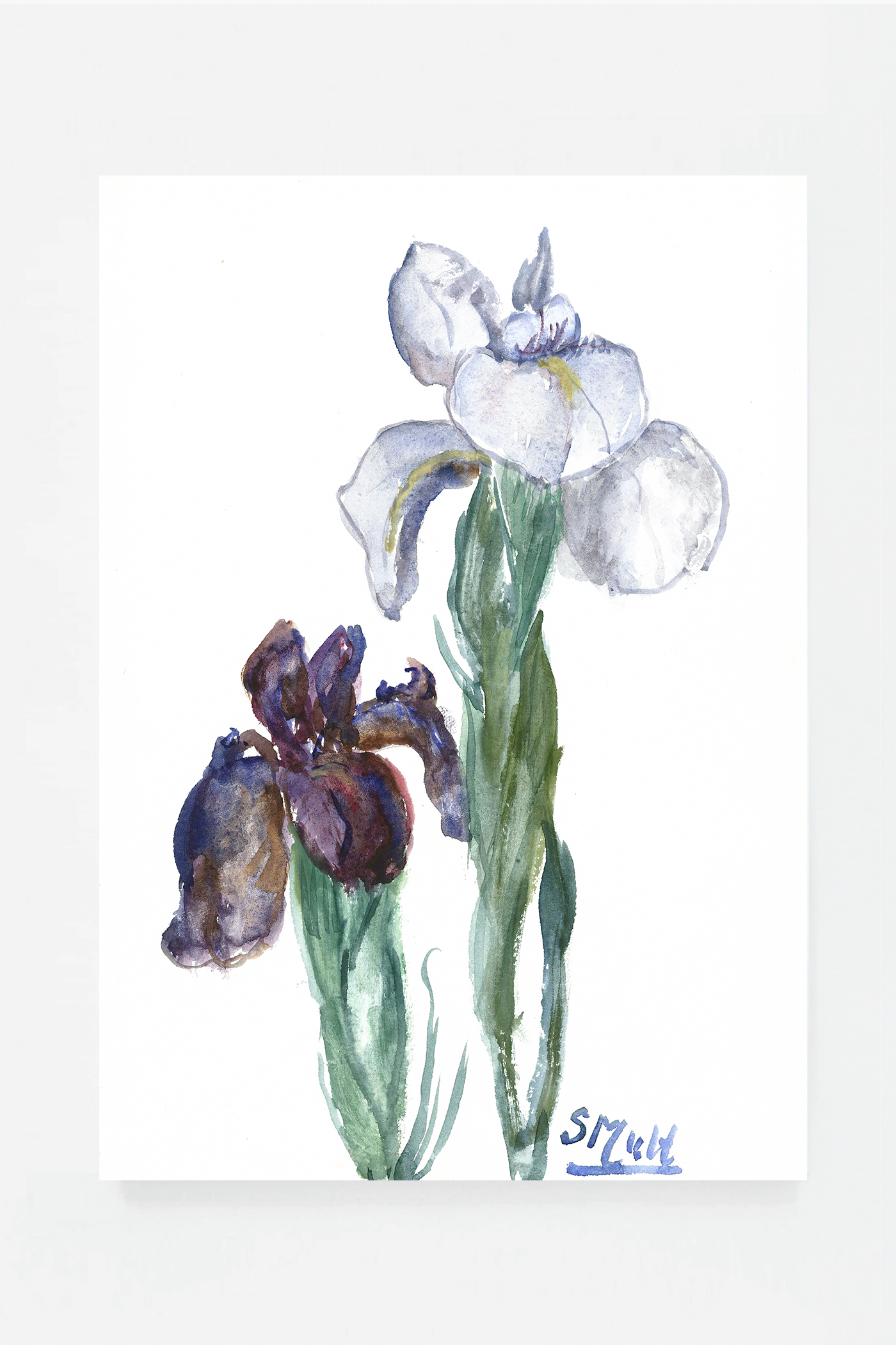 Iris