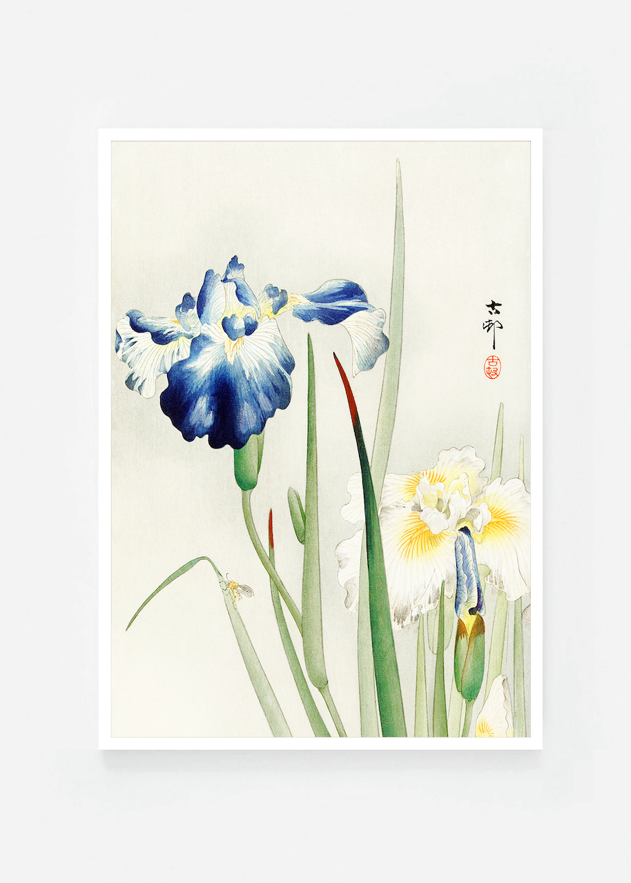 Iris