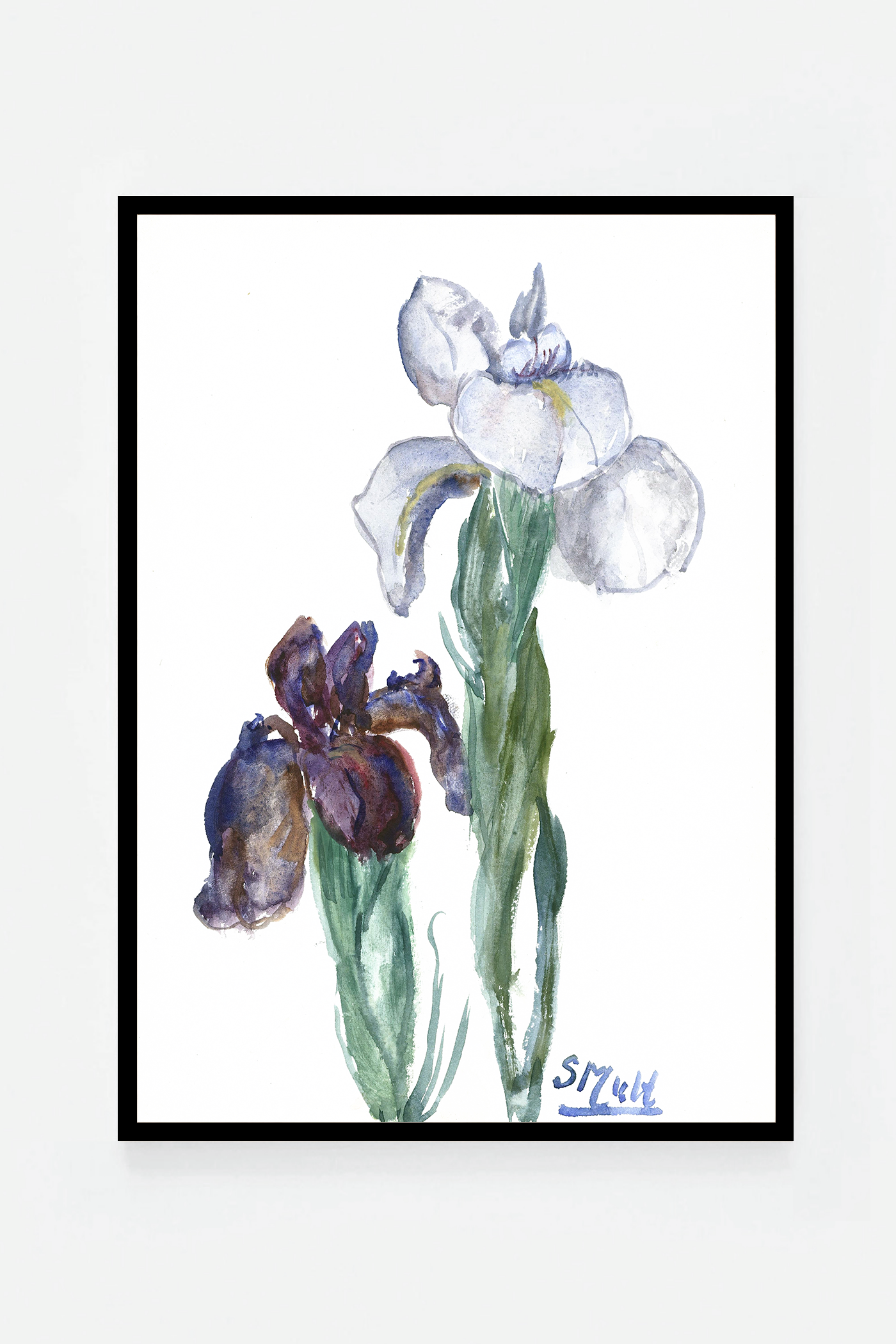 Iris