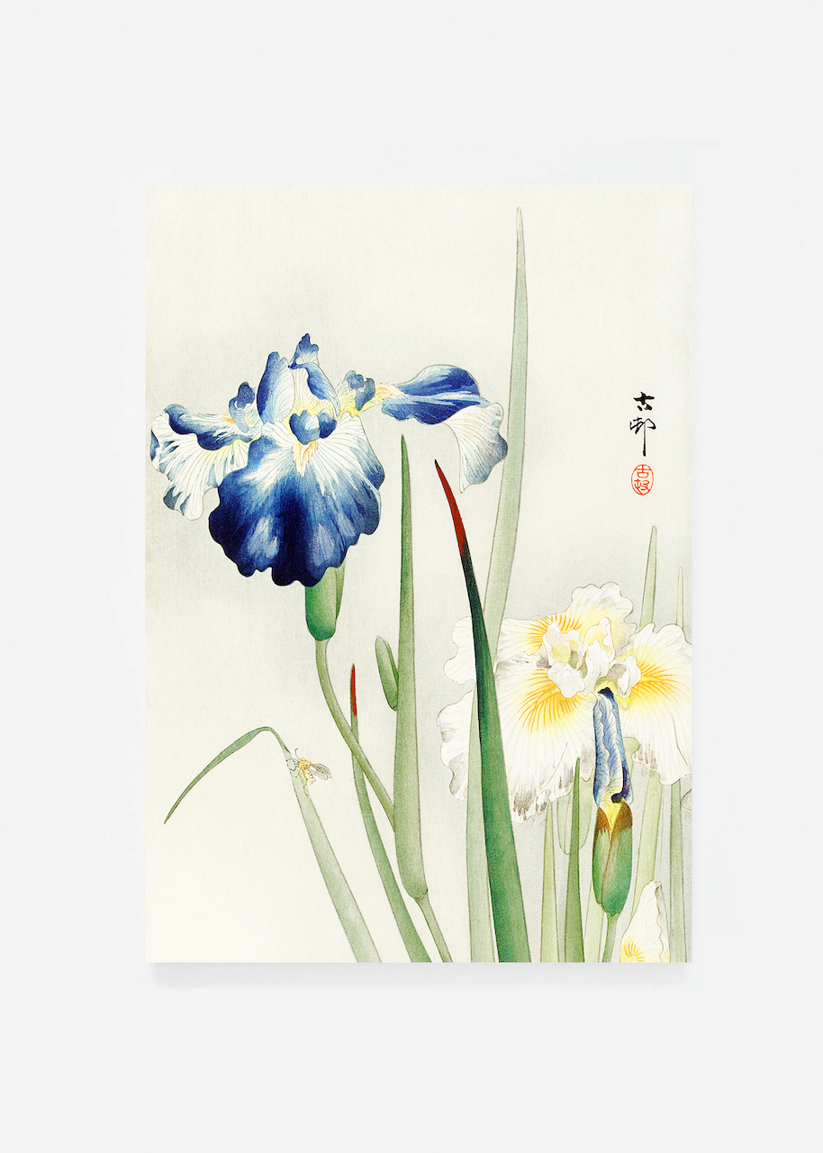Iris