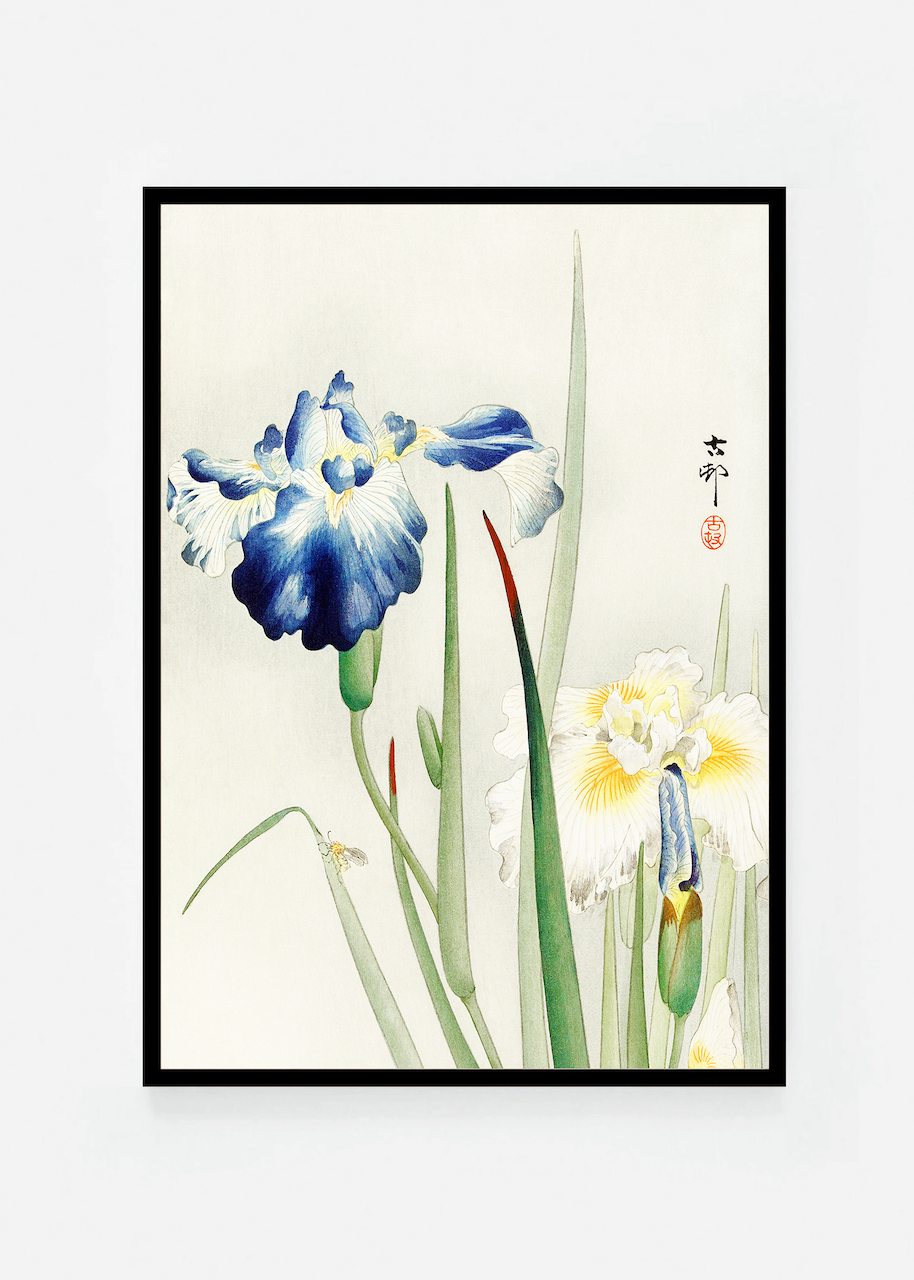 Iris