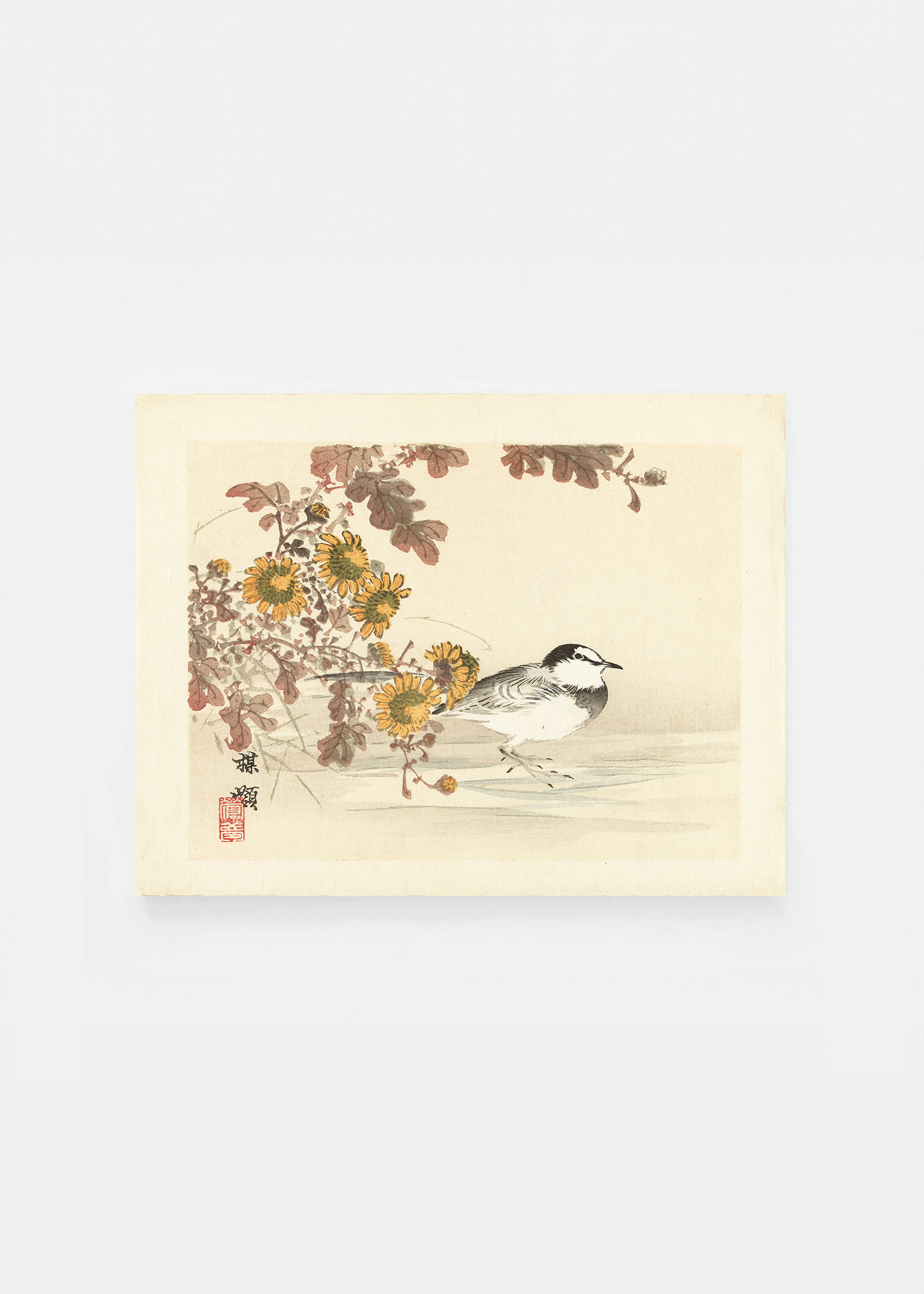Wagtail