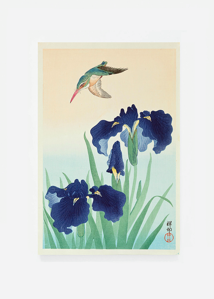 Kingfisher iris
