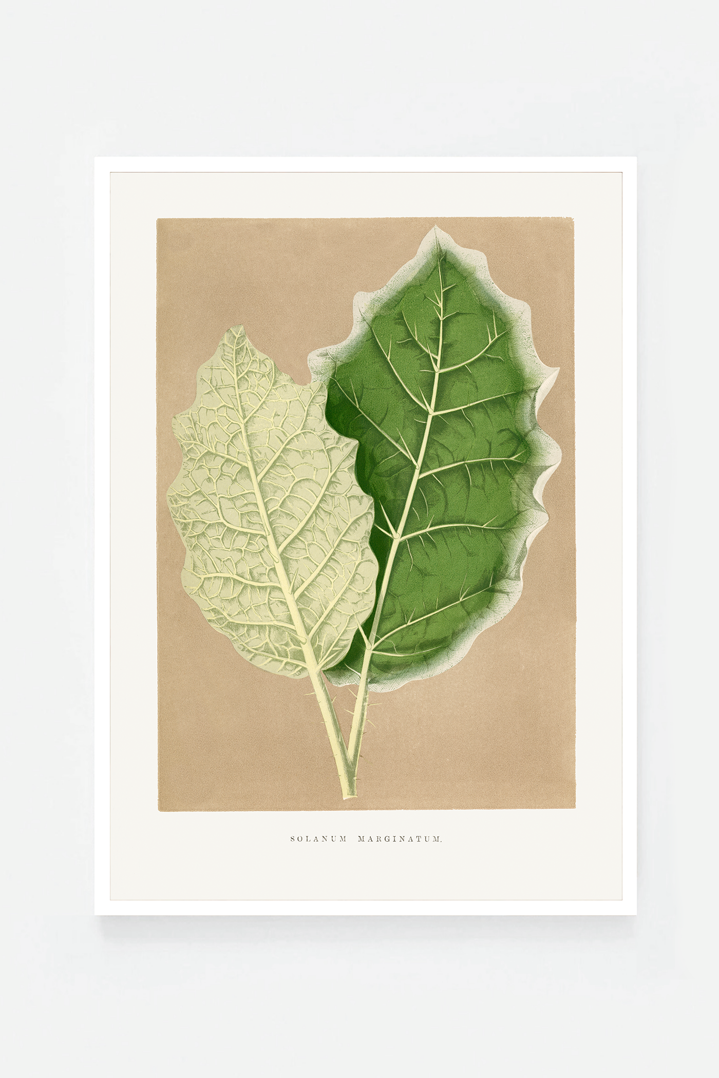 Leaf I