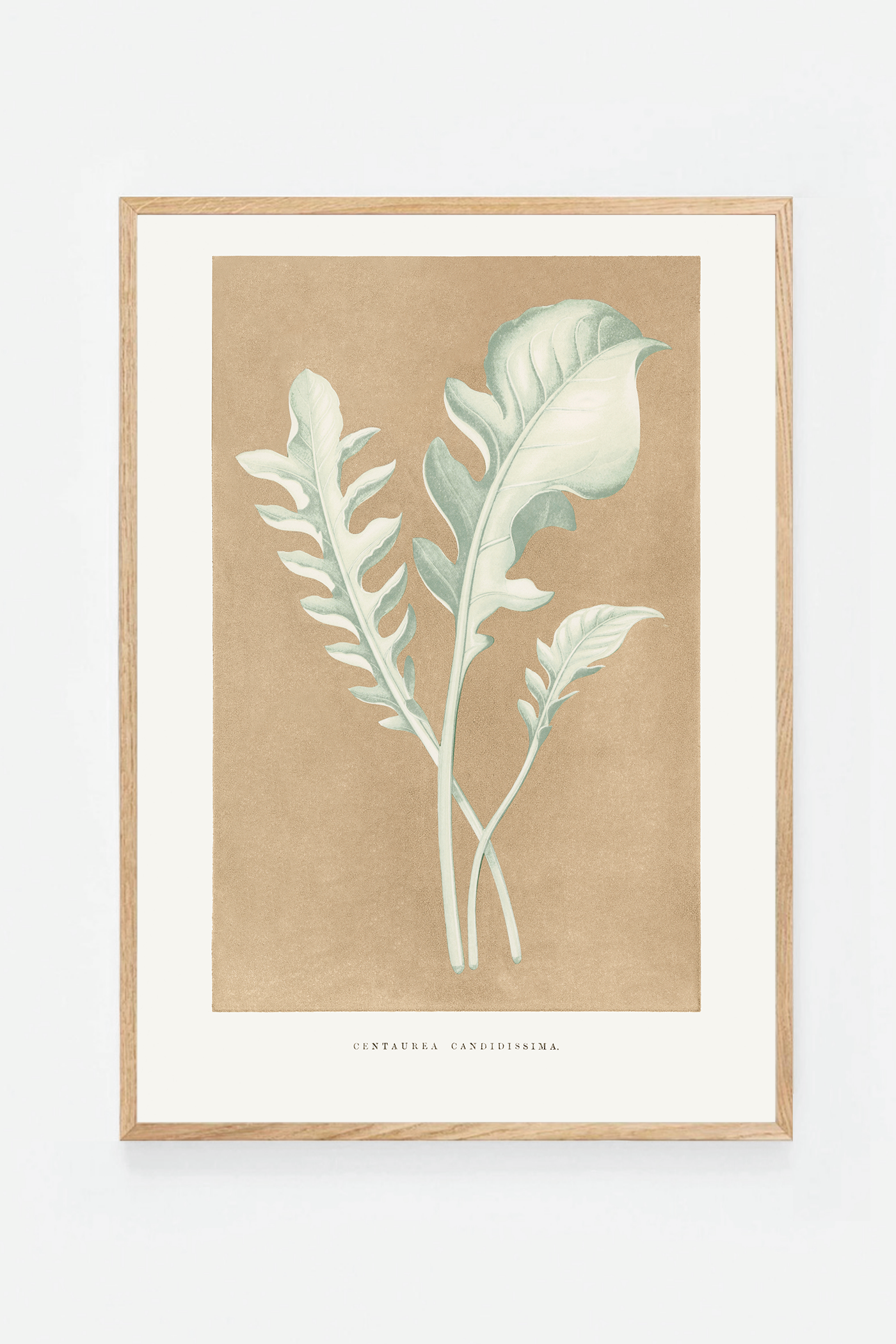 Leaf II
