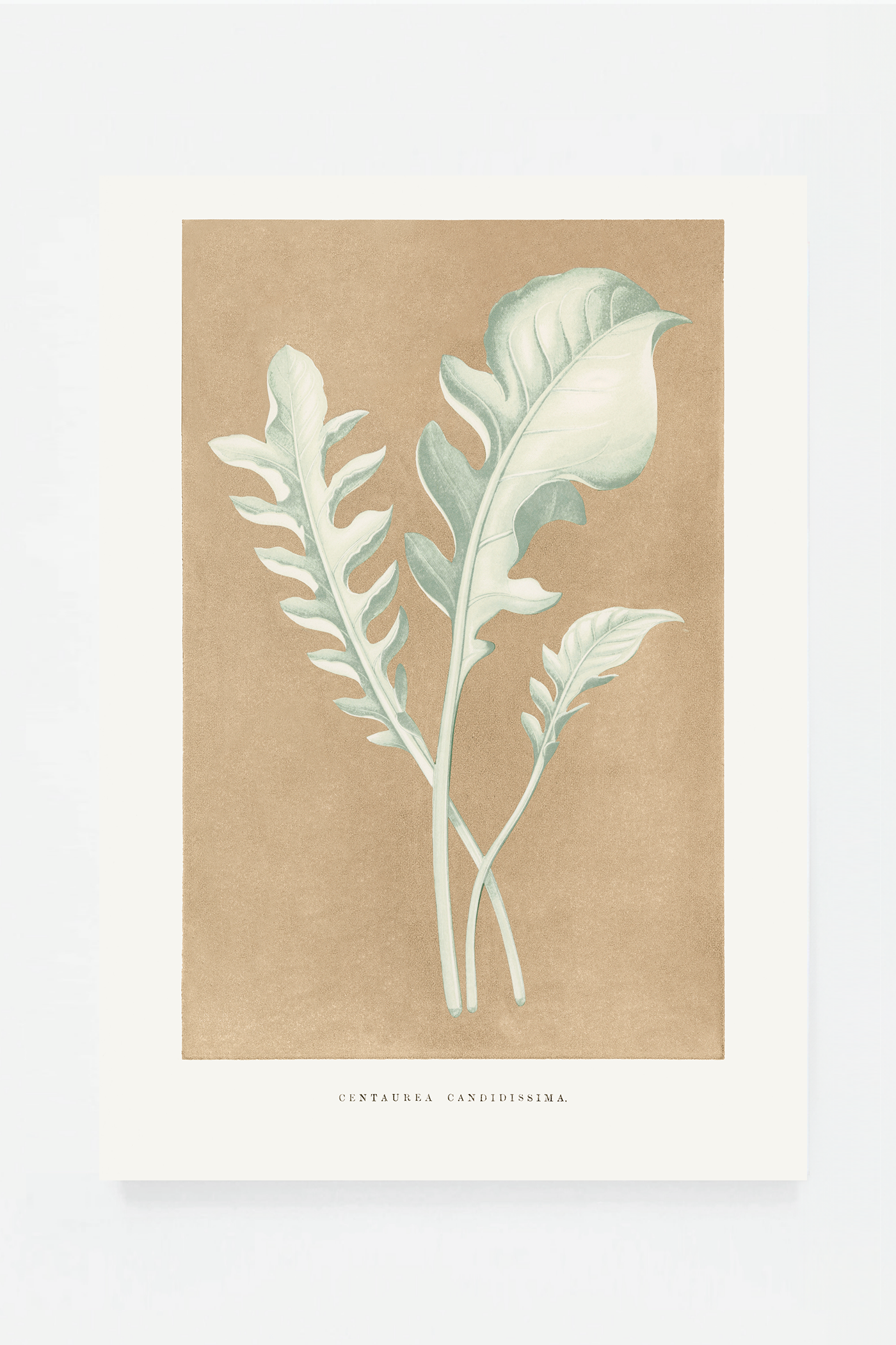 Leaf II