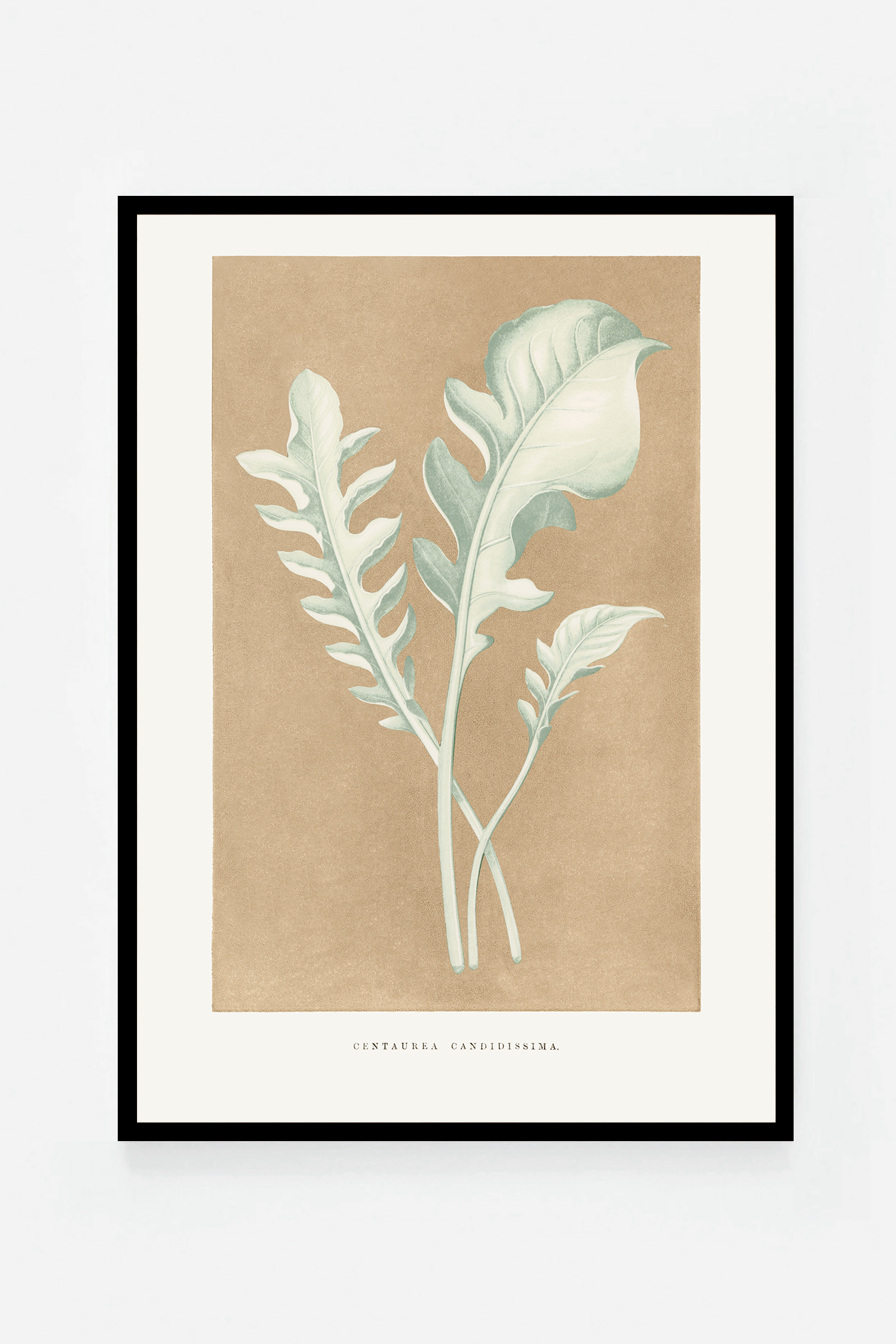 Leaf II