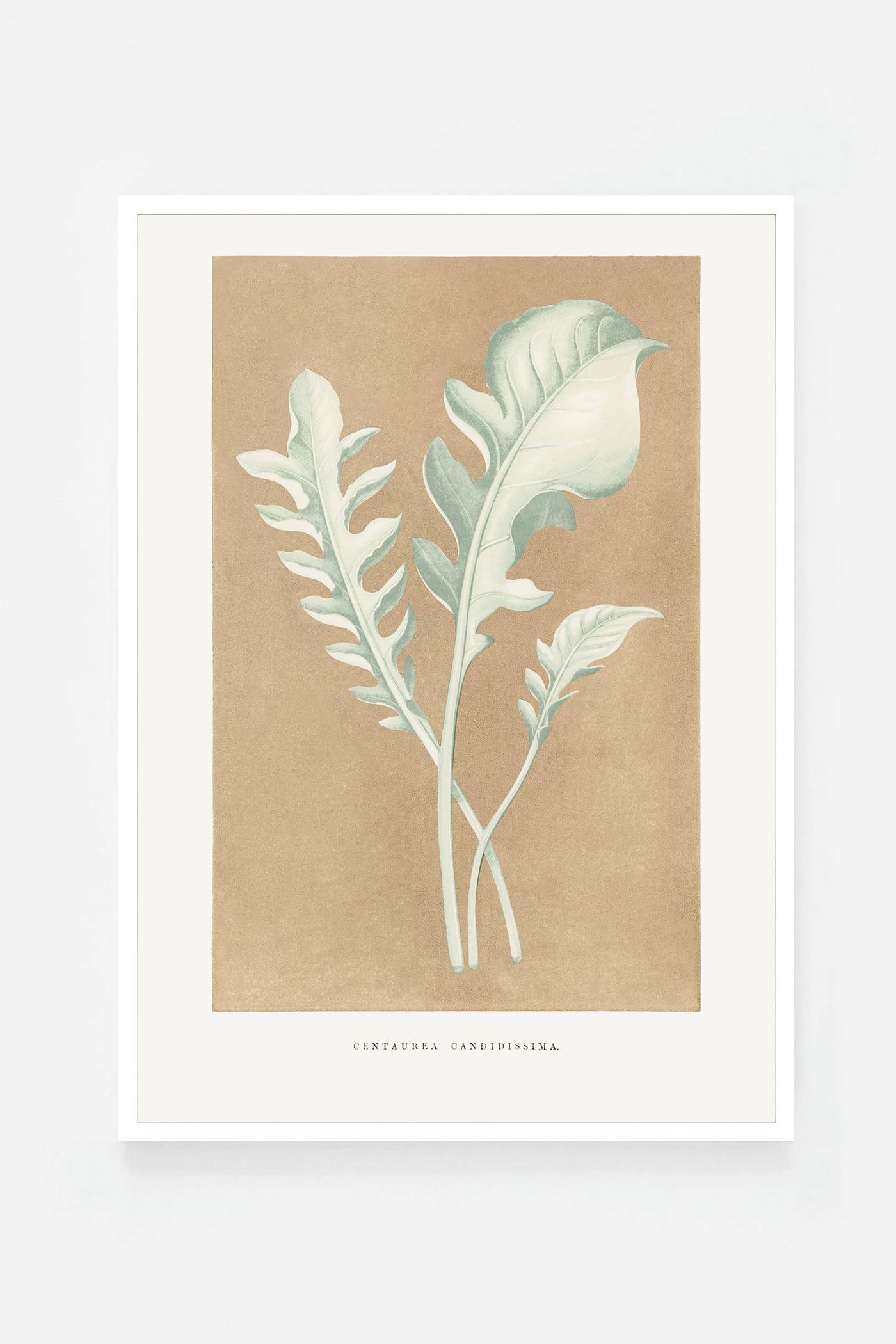 Leaf II