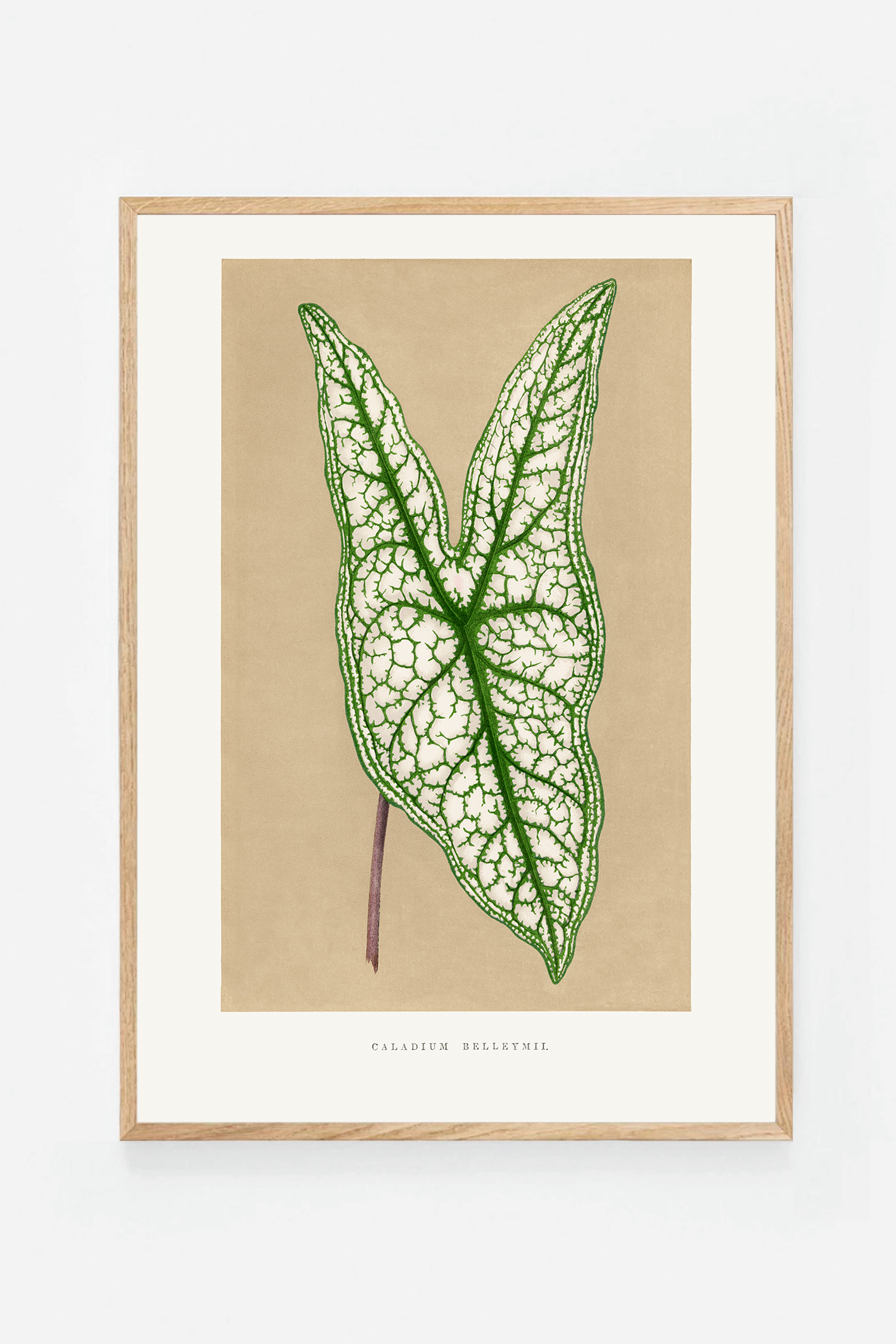 Leaf III