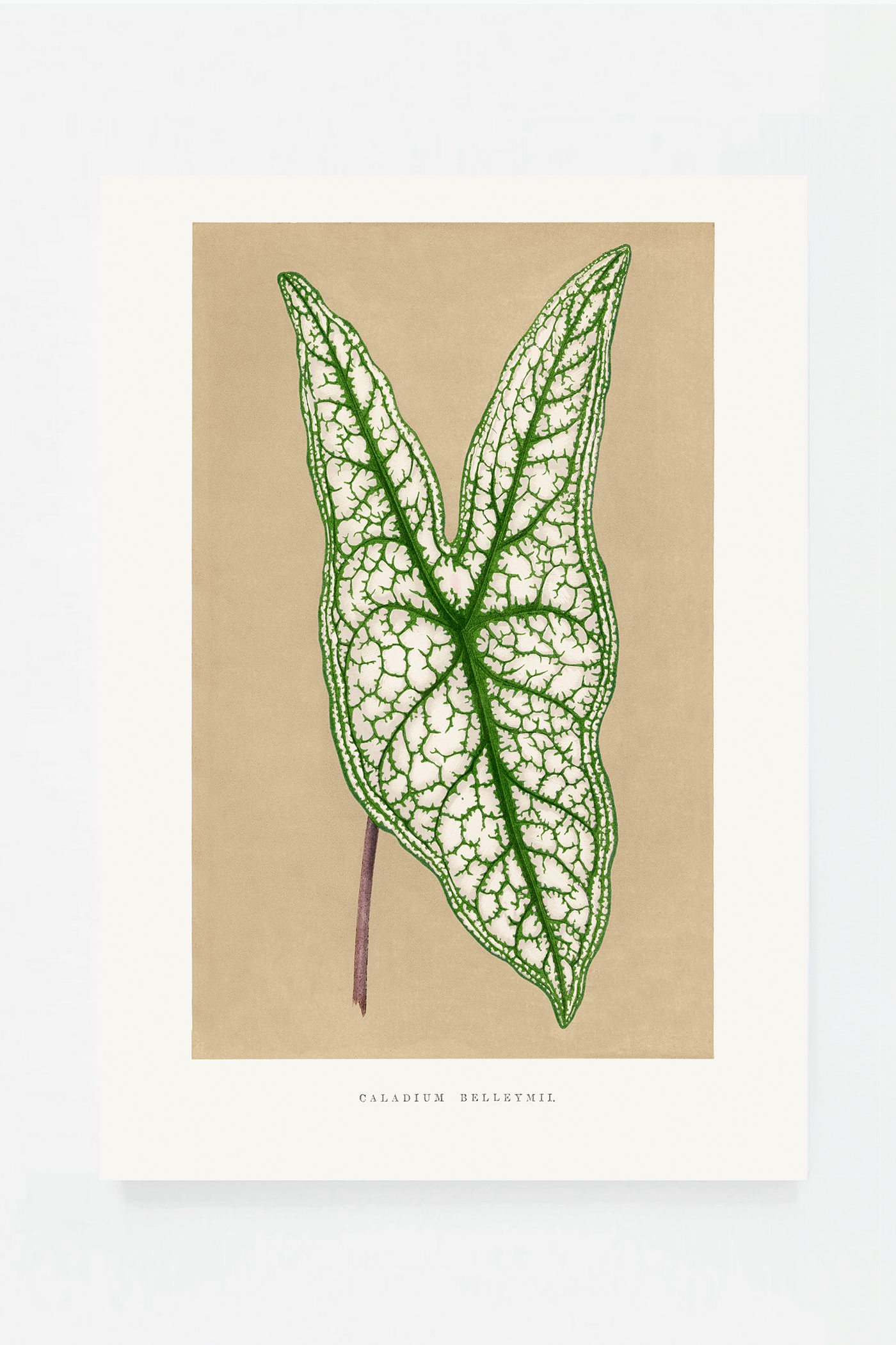 Leaf III