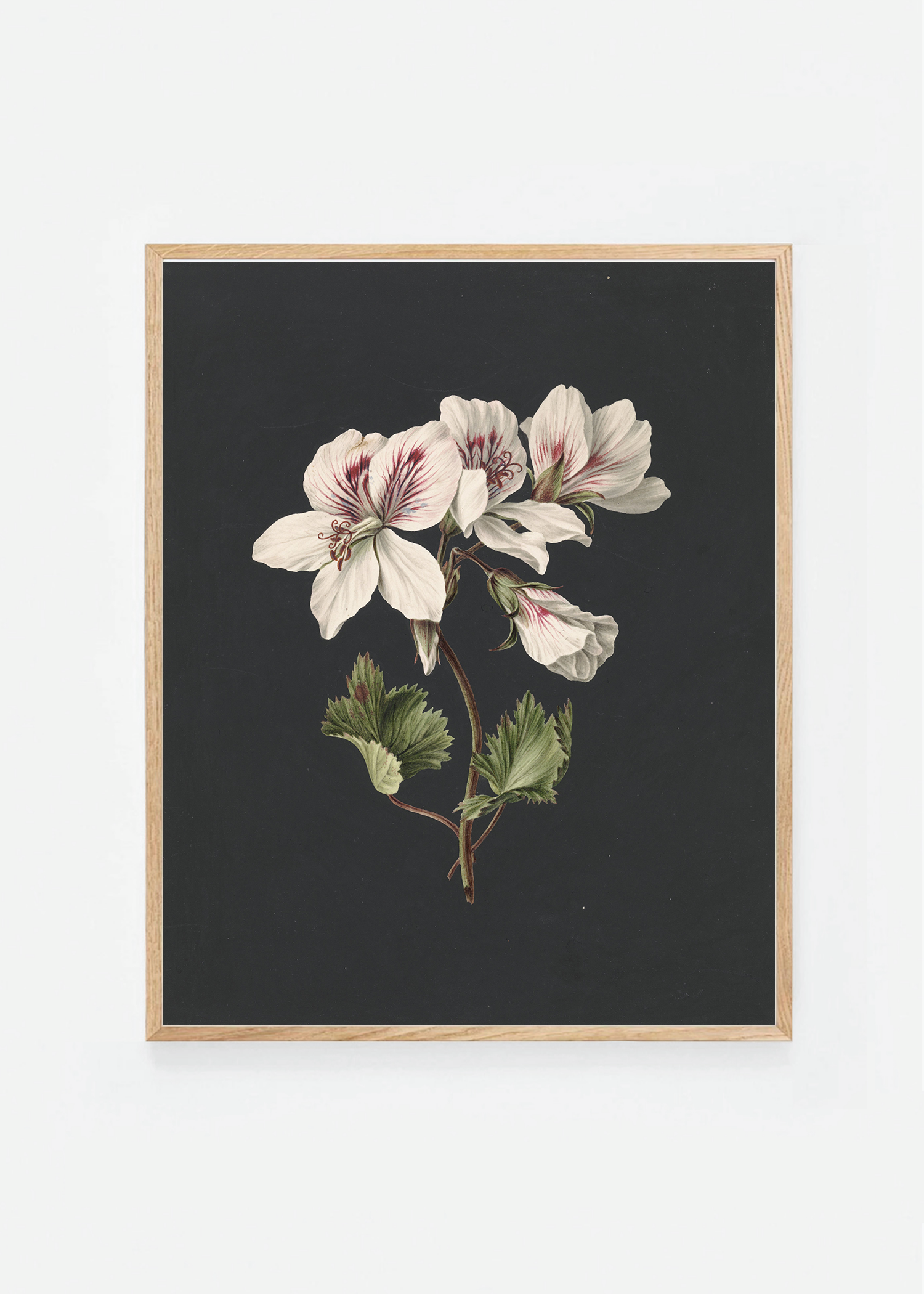 Pelargonium
