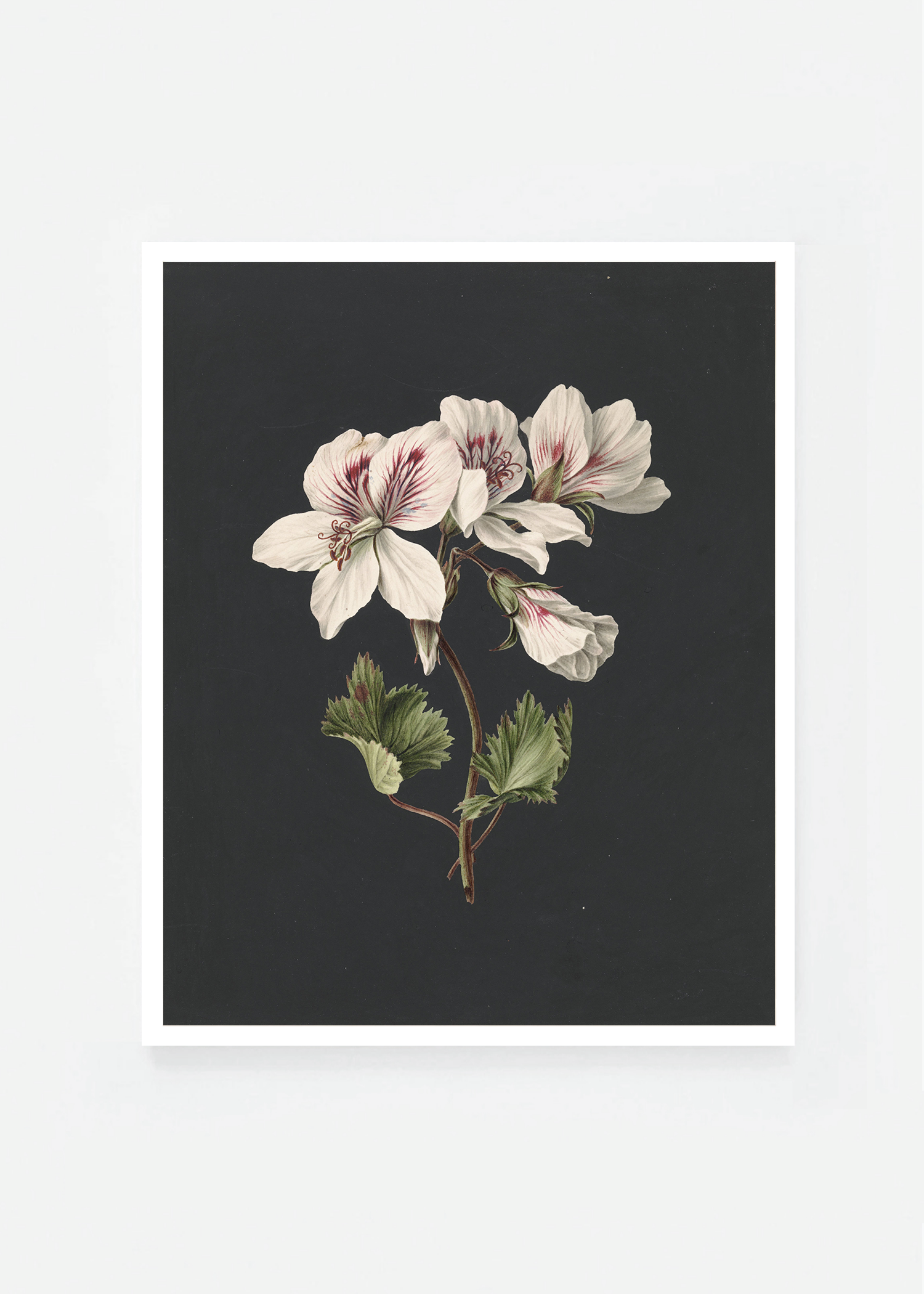 Pelargonium