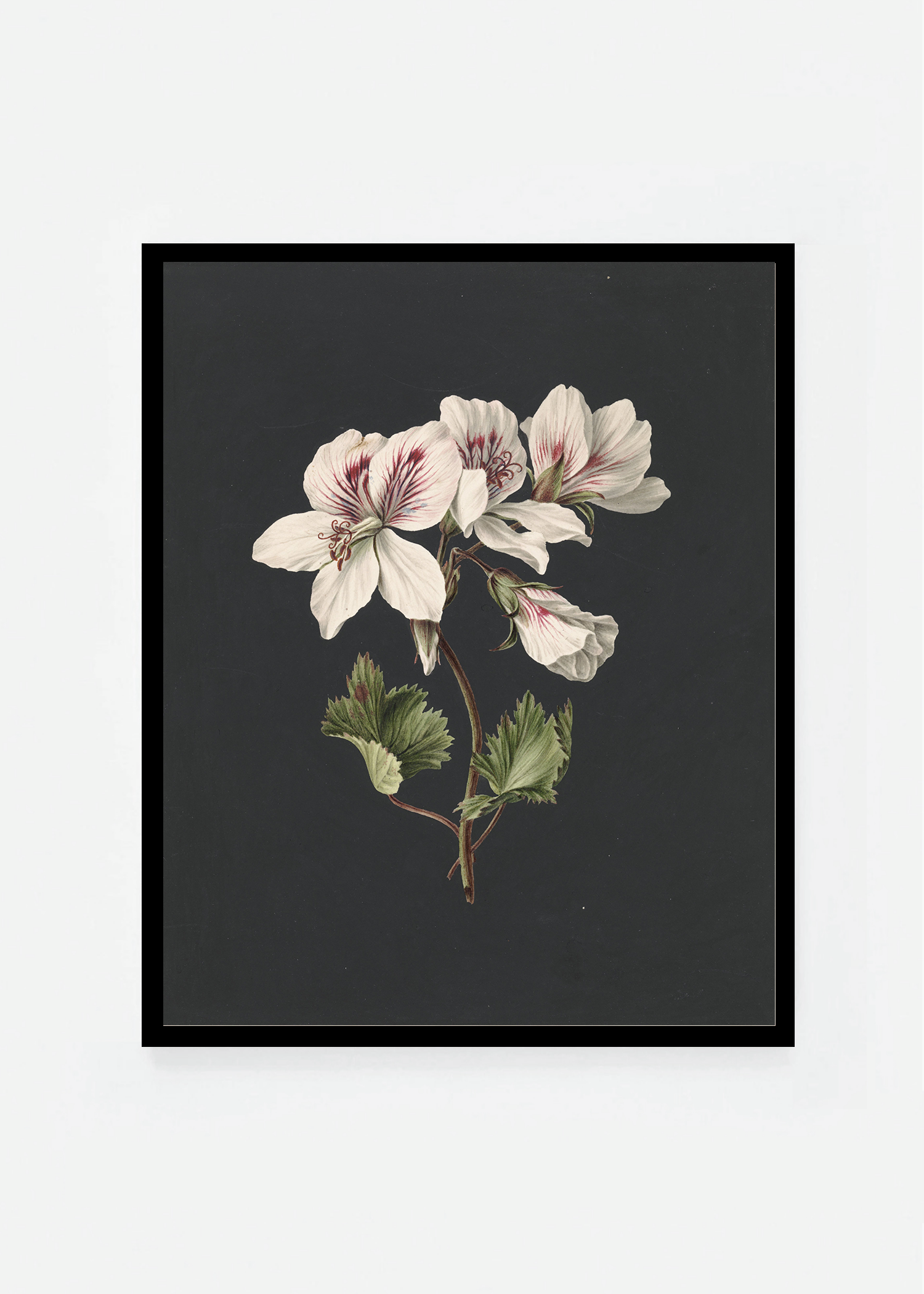 Pelargonium