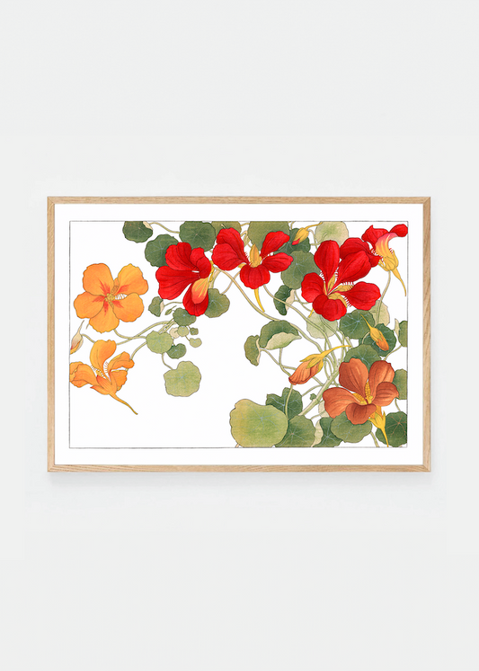 Nasturtium