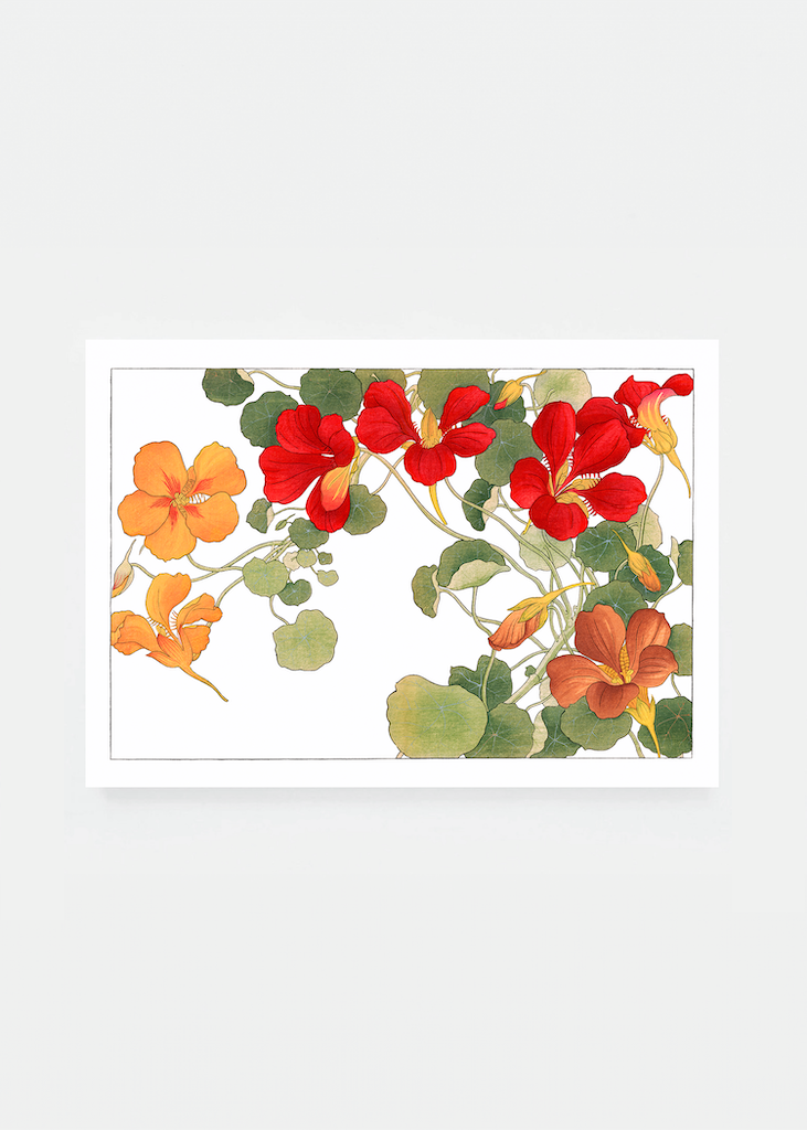 Nasturtium