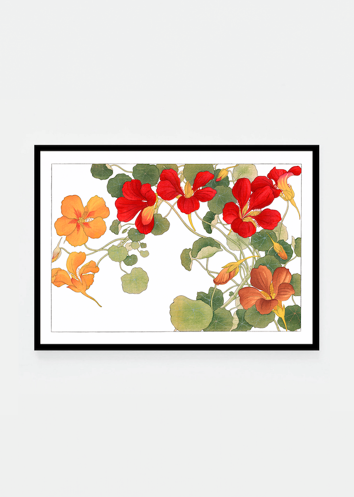 Nasturtium