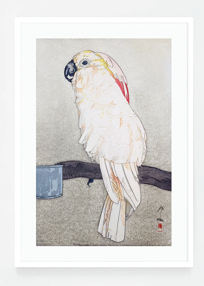 Obatan parrot