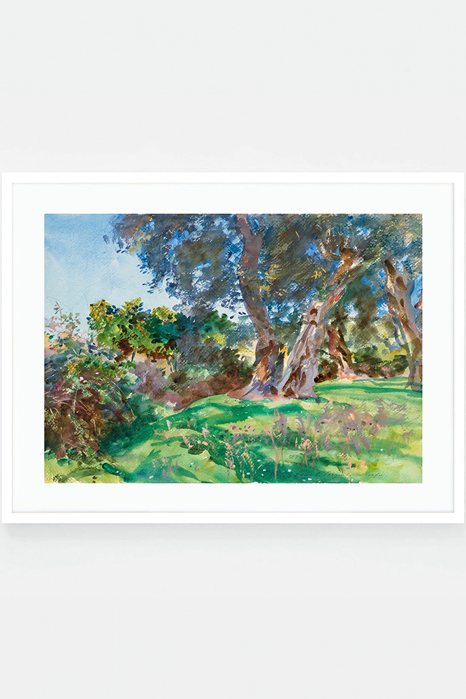 Olive Trees, Corfu