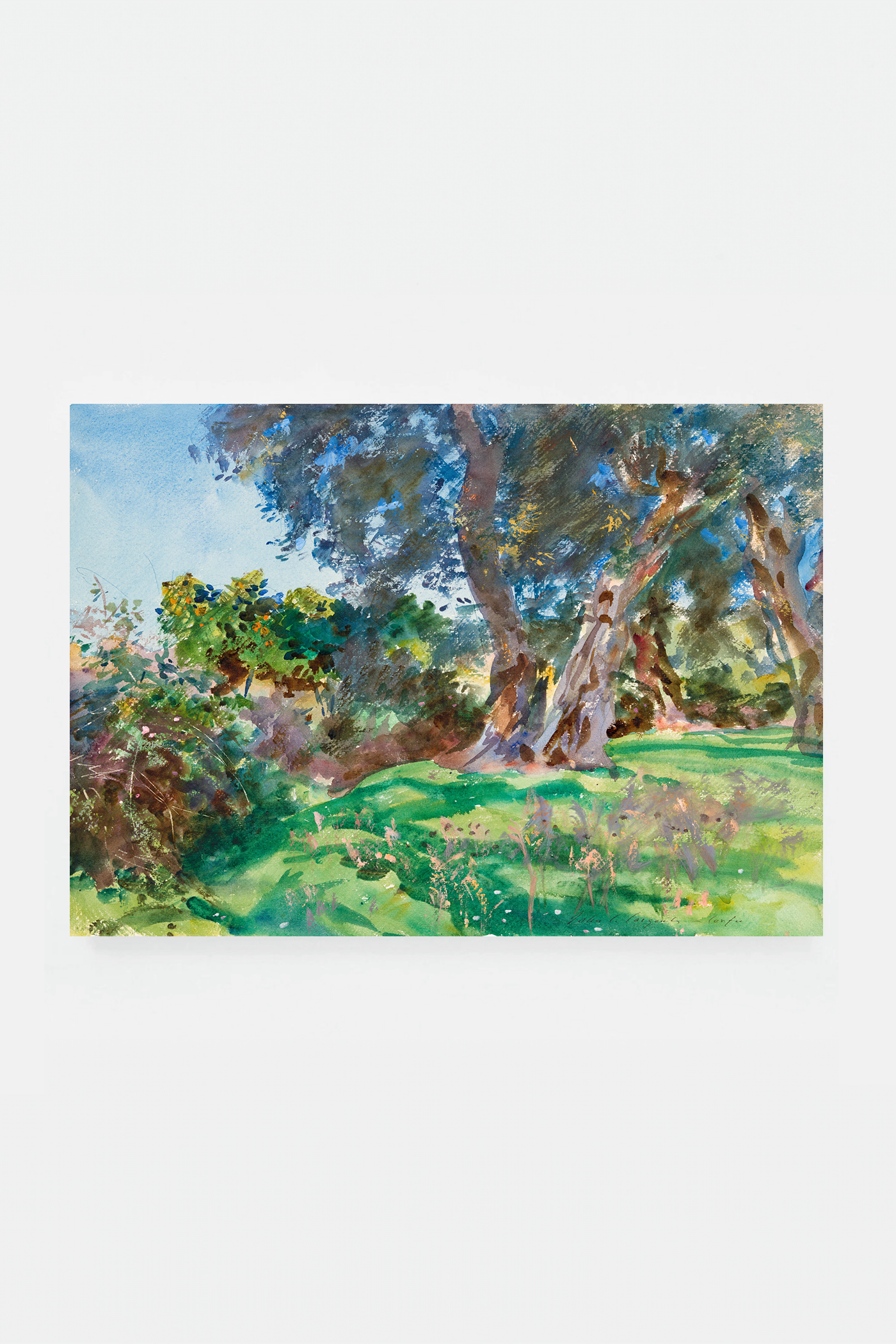 Olive Trees, Corfu