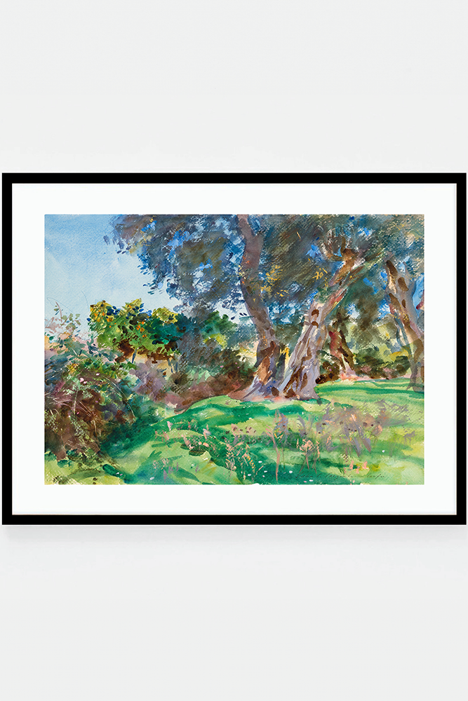 Olive Trees, Corfu
