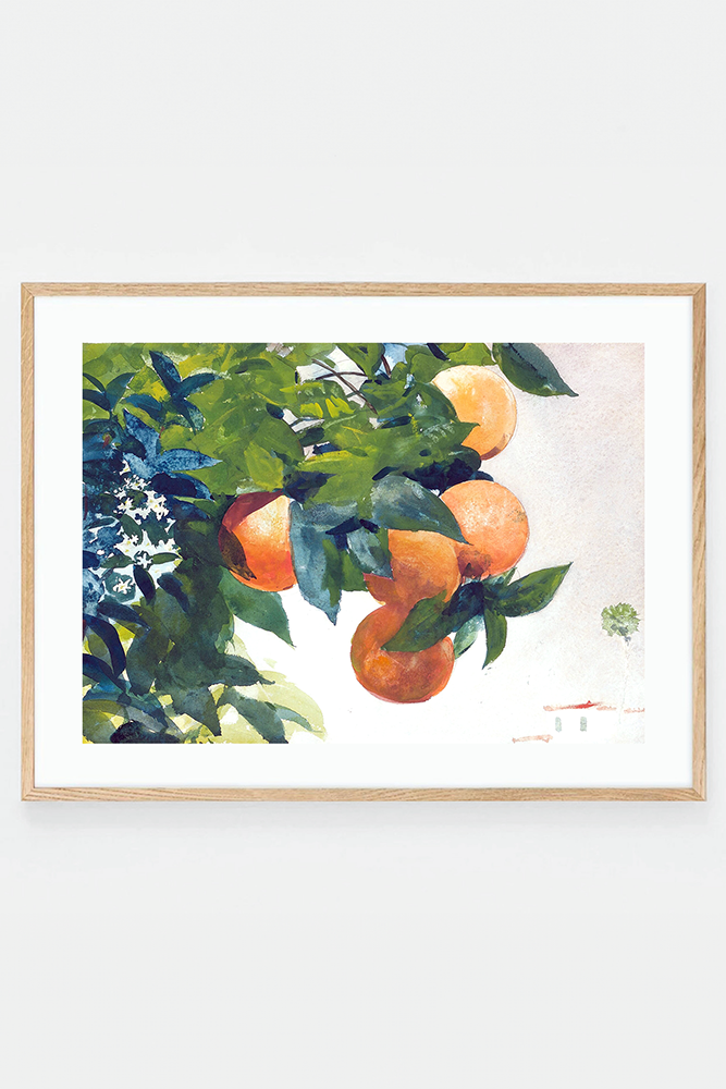 Oranges on a branch