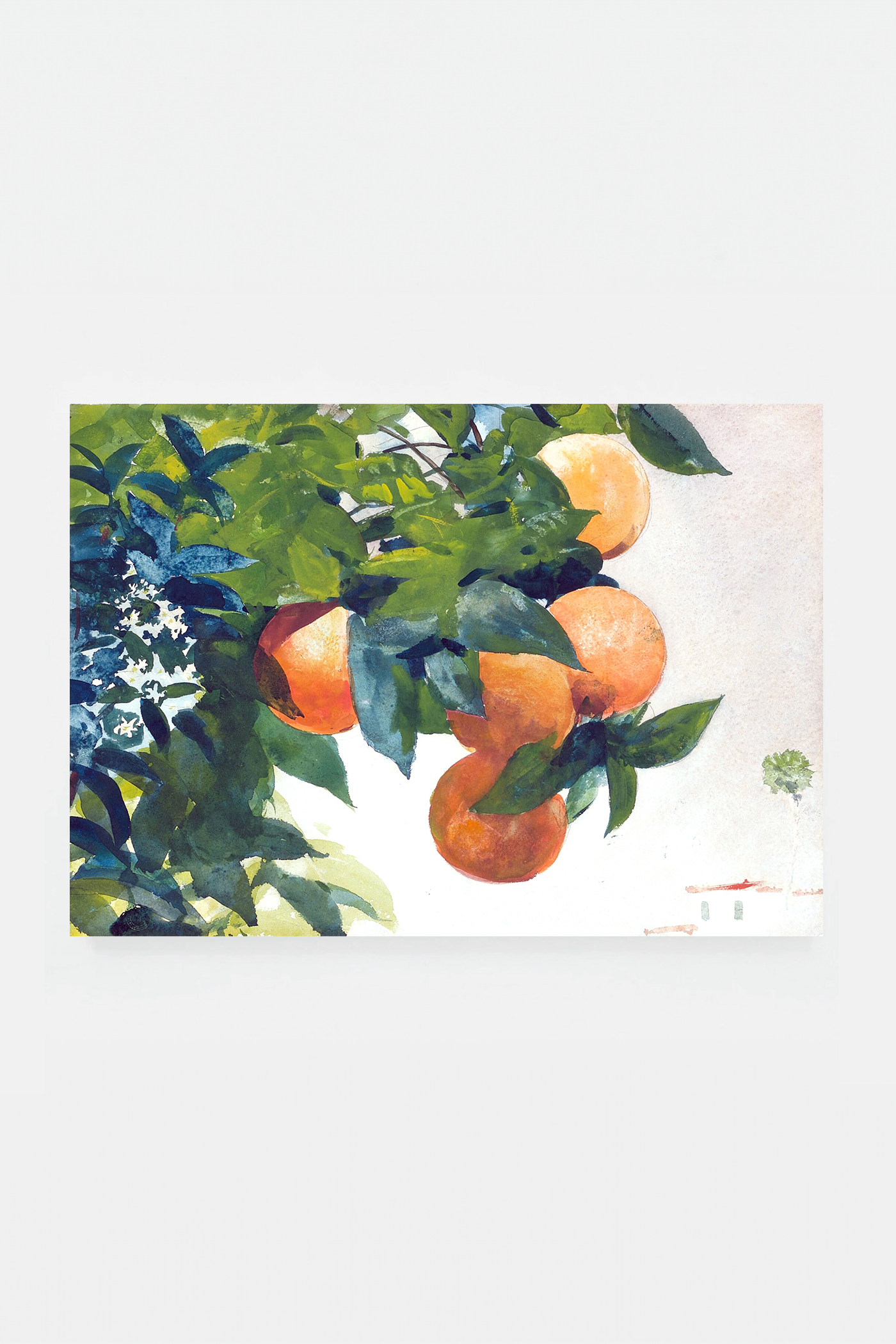 Oranges on a branch