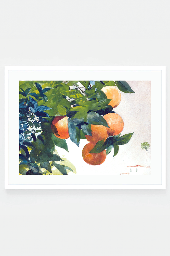 Oranges on a branch