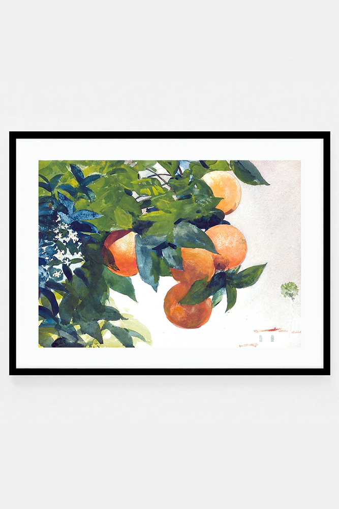 Oranges on a branch