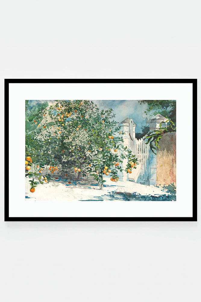 Orange trees and gate