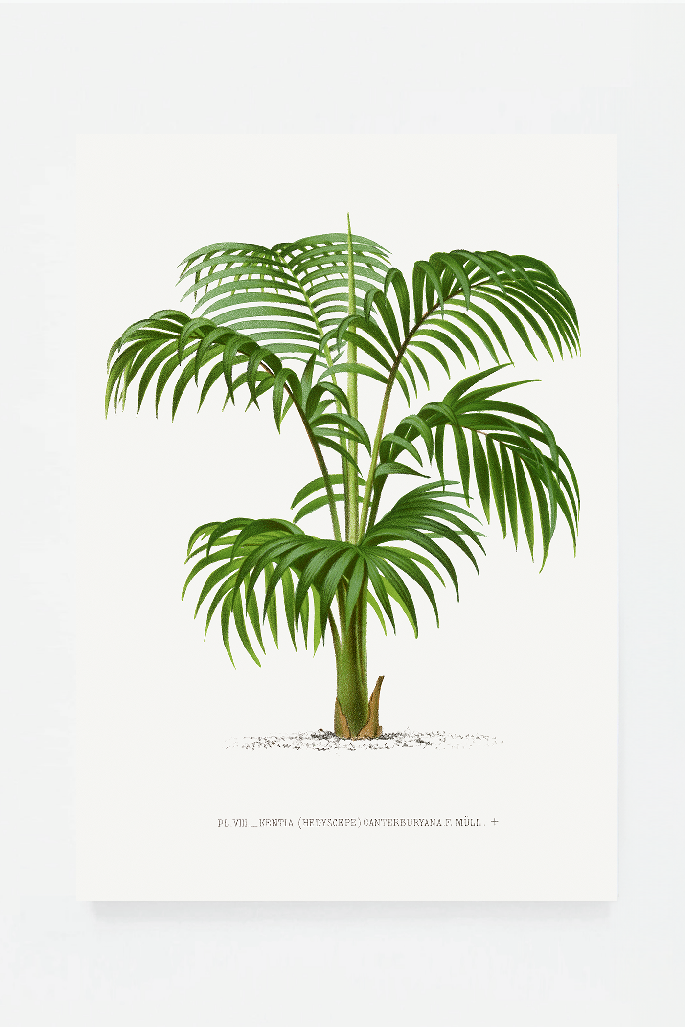 Palm I