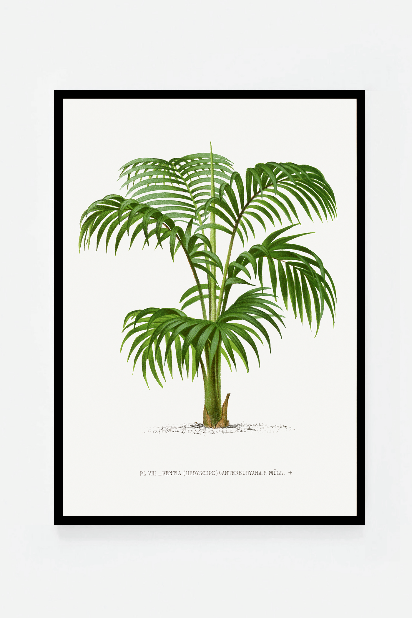 Palm I