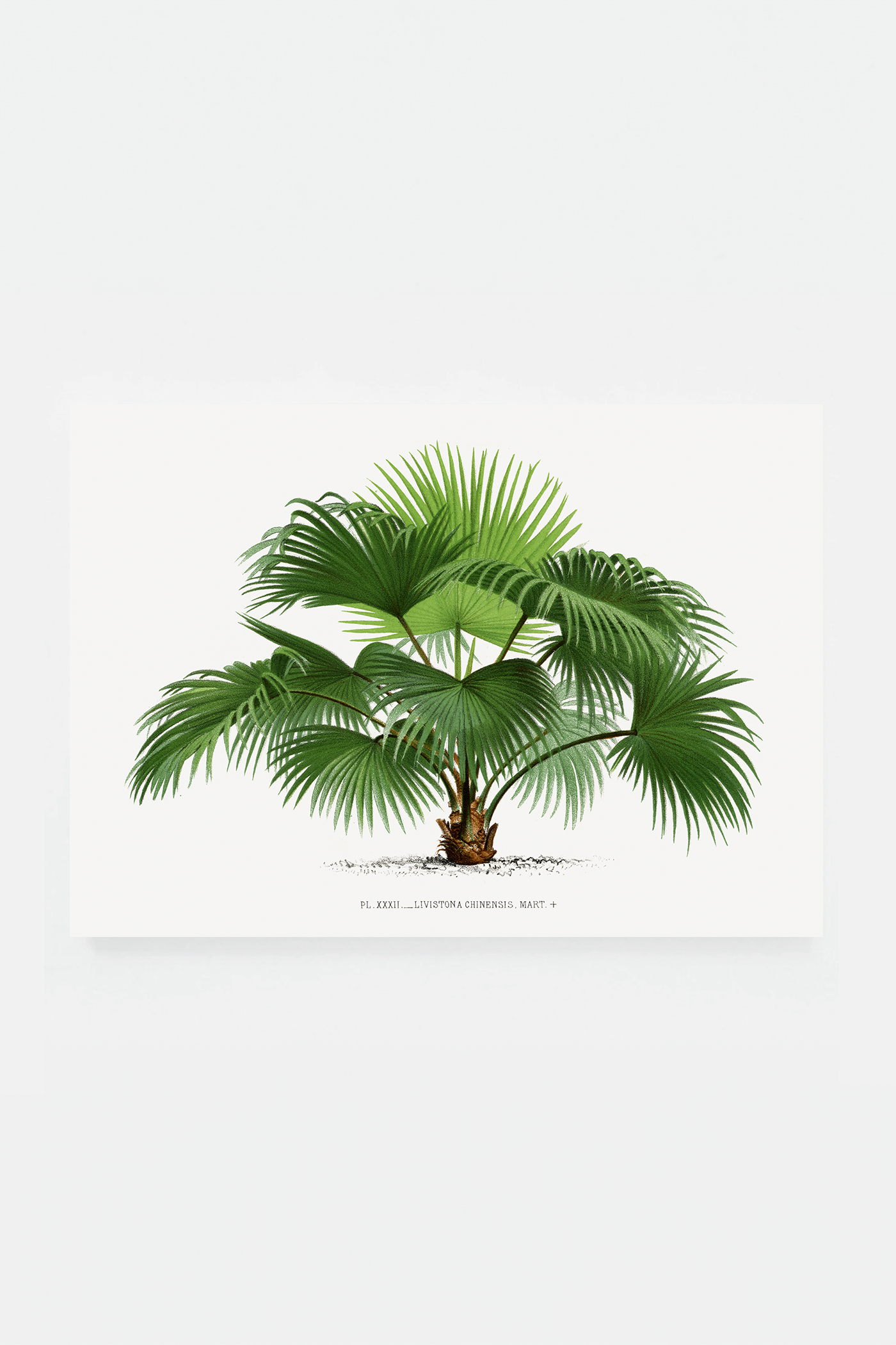 Palm II