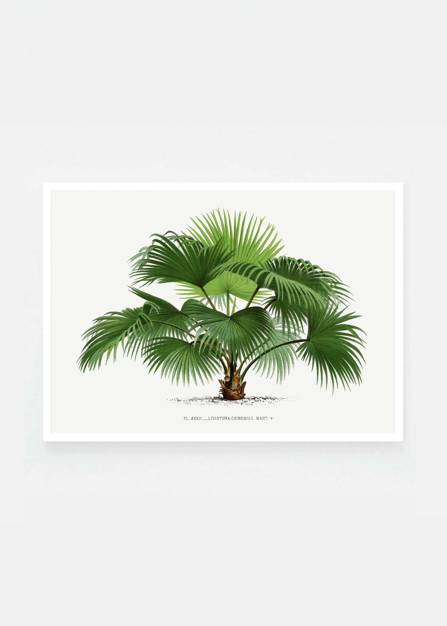 Palm II