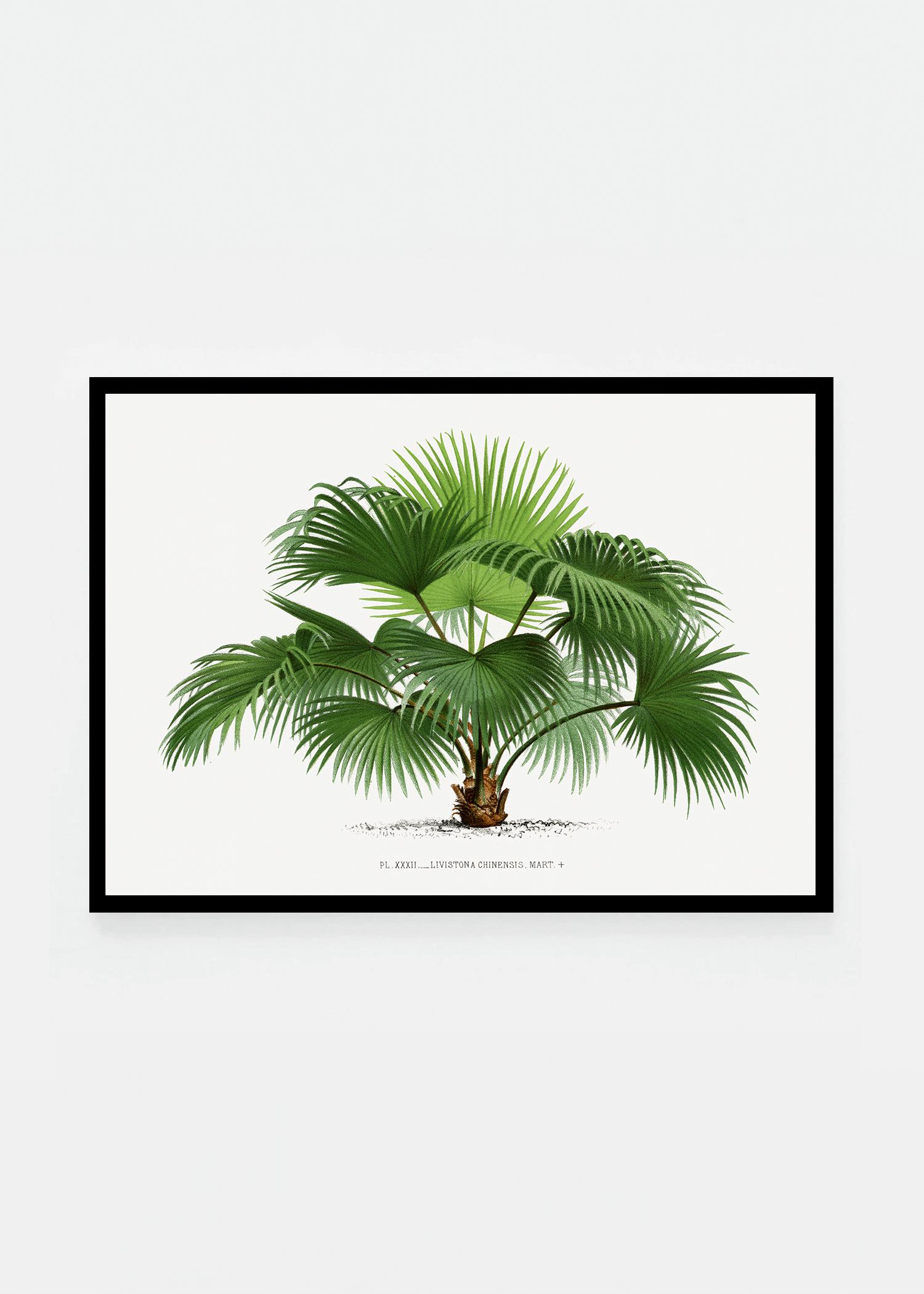 Palm II